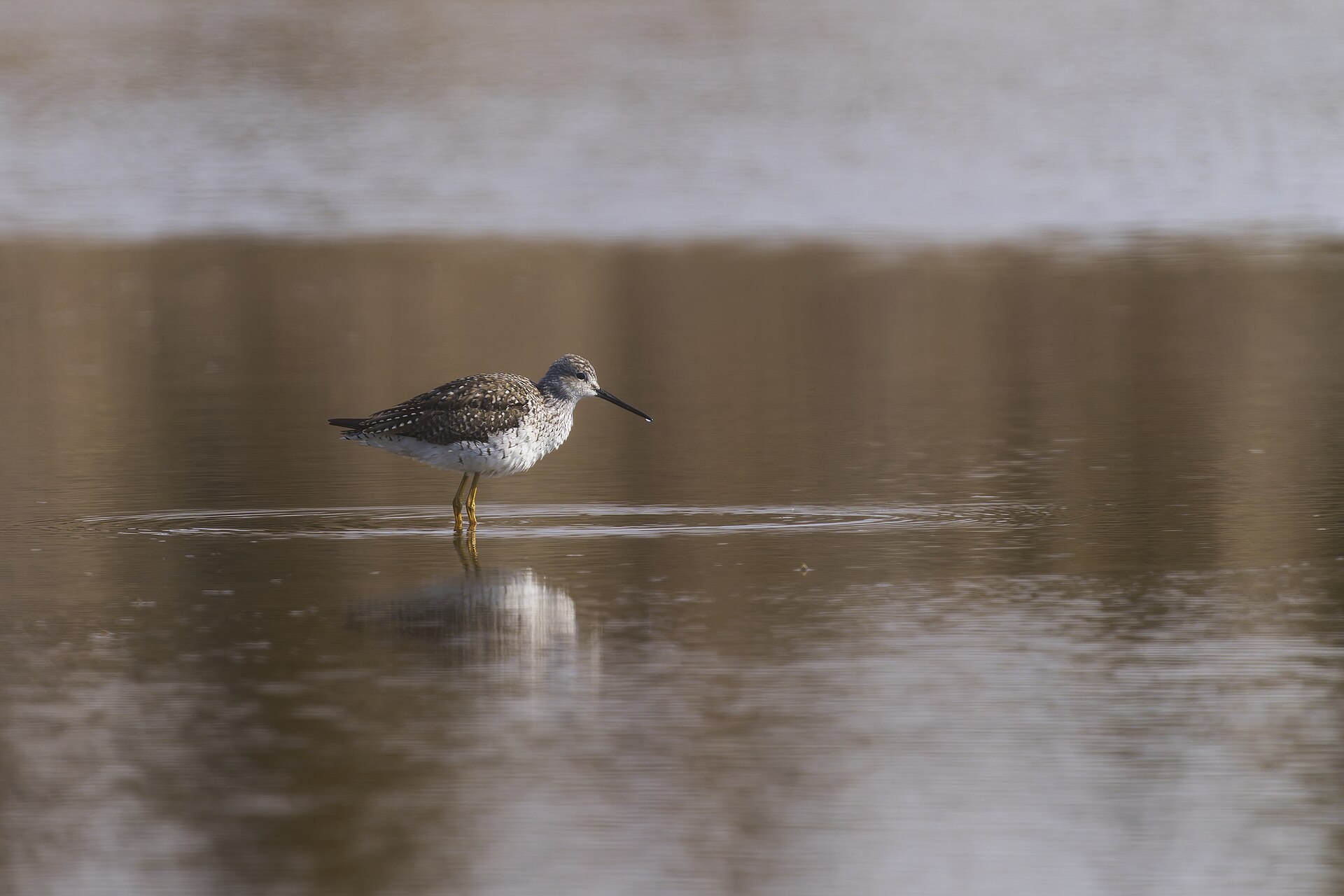 Greater Yellowleg Greater Yellowleg (Tringa melanoleuca)