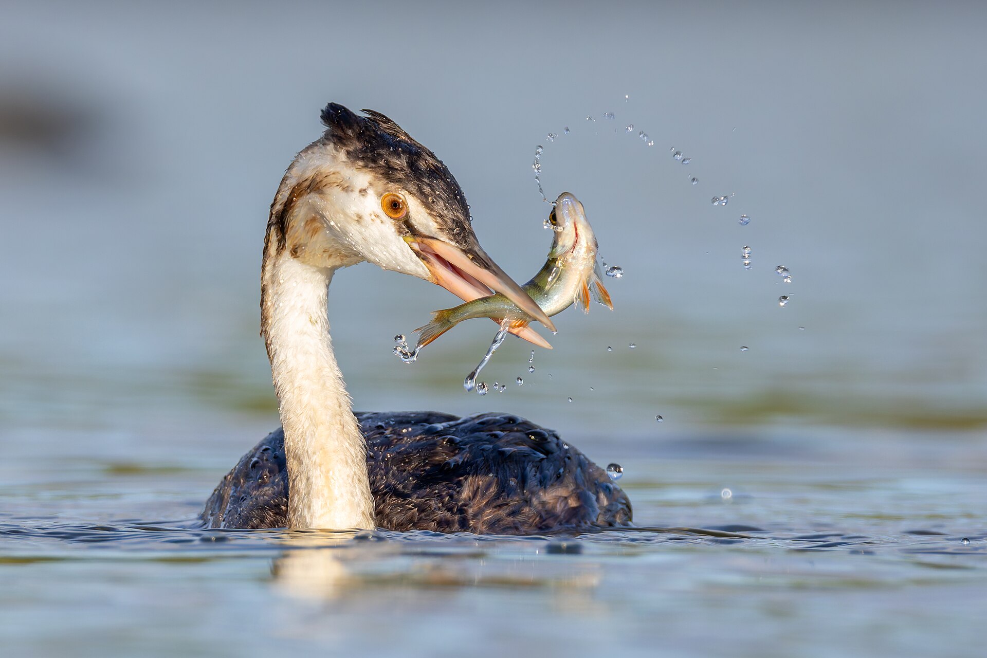 Grebe (Podiceps auritus)