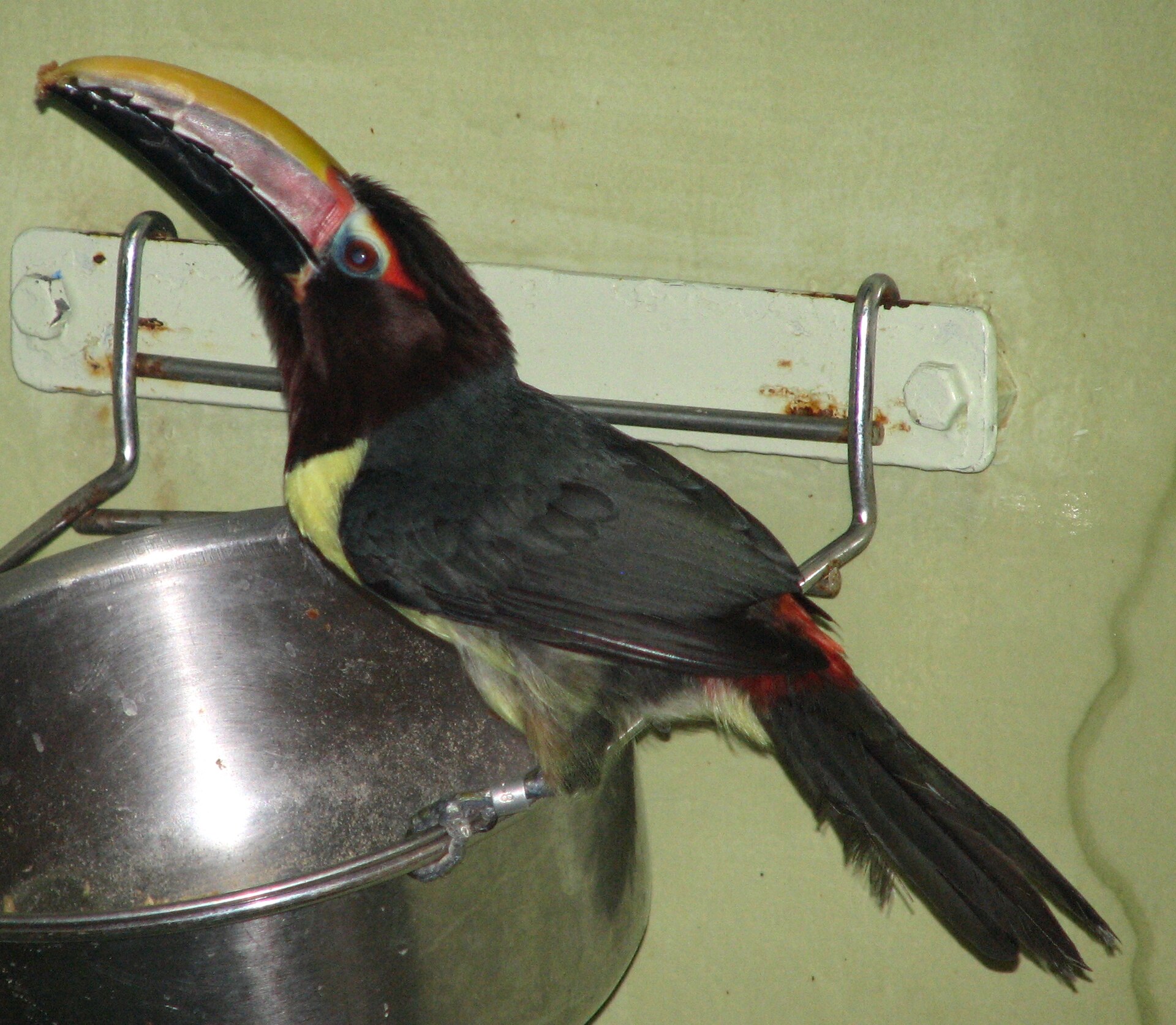Green Aracari Green Aracari ()