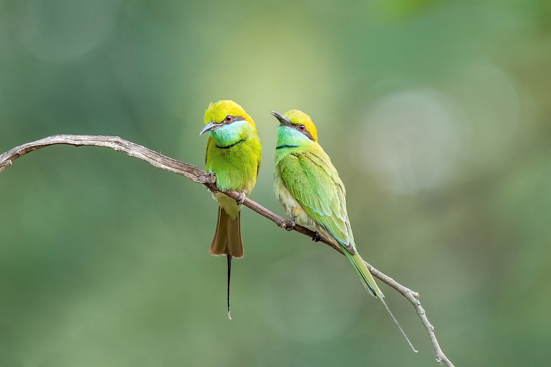 Green Bee-eater (Merops cyanophrys)