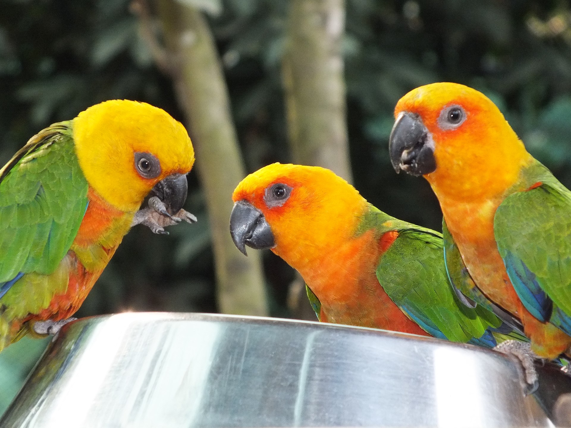 Green-Cheeked Conure Profile ()
