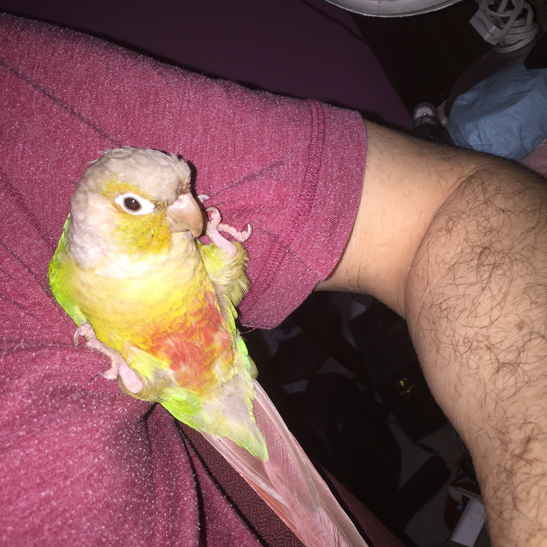 Green-Cheeked Conure ()