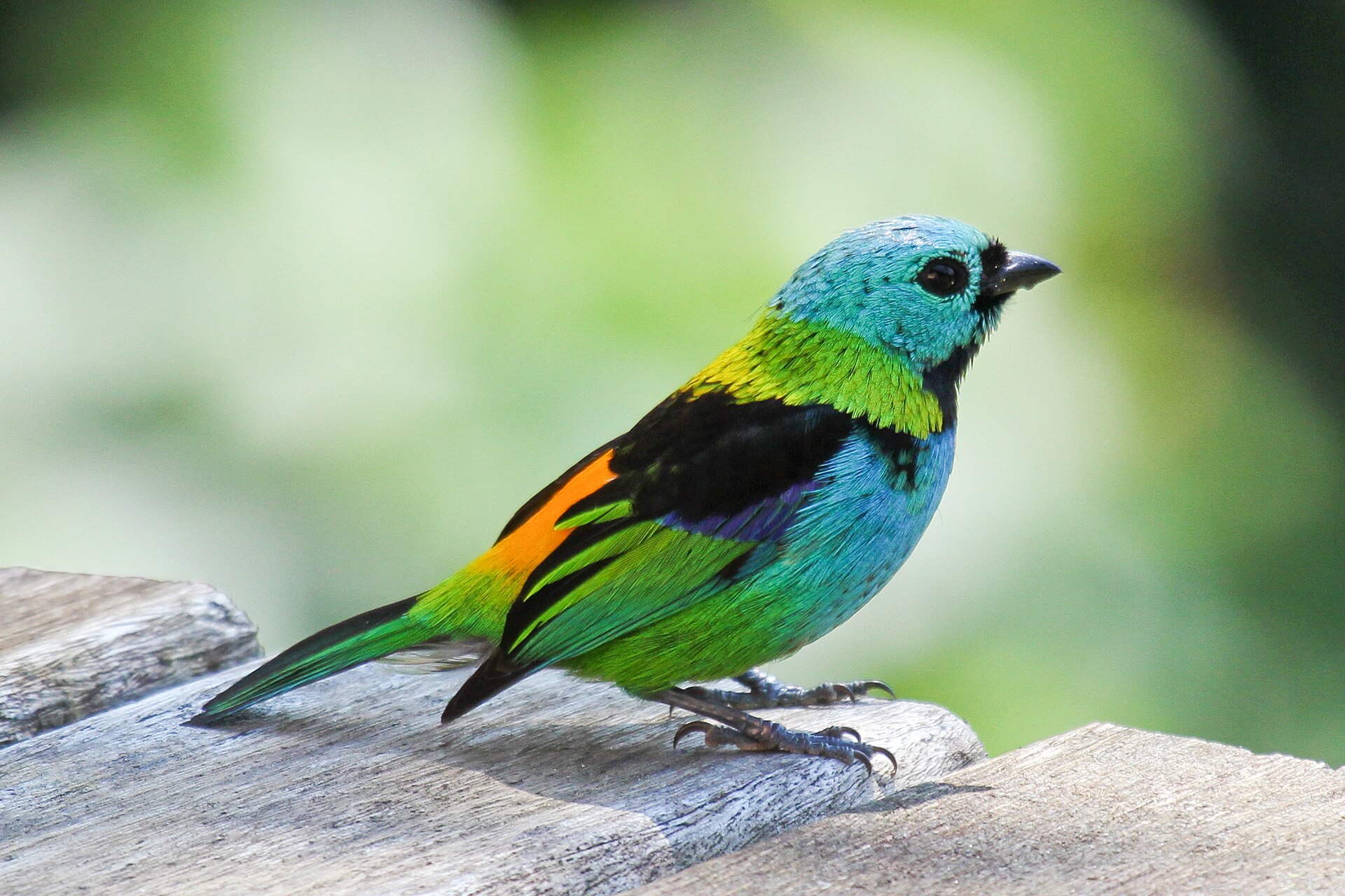 Green-Headed Tanager (Tangara seledon)