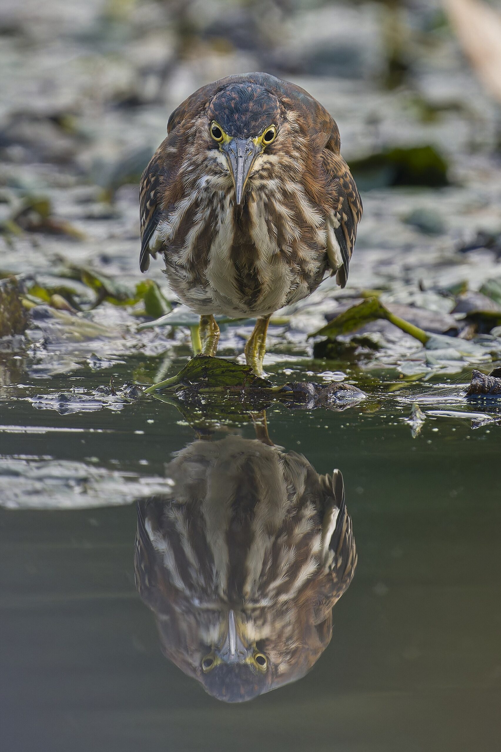 green heron scaled