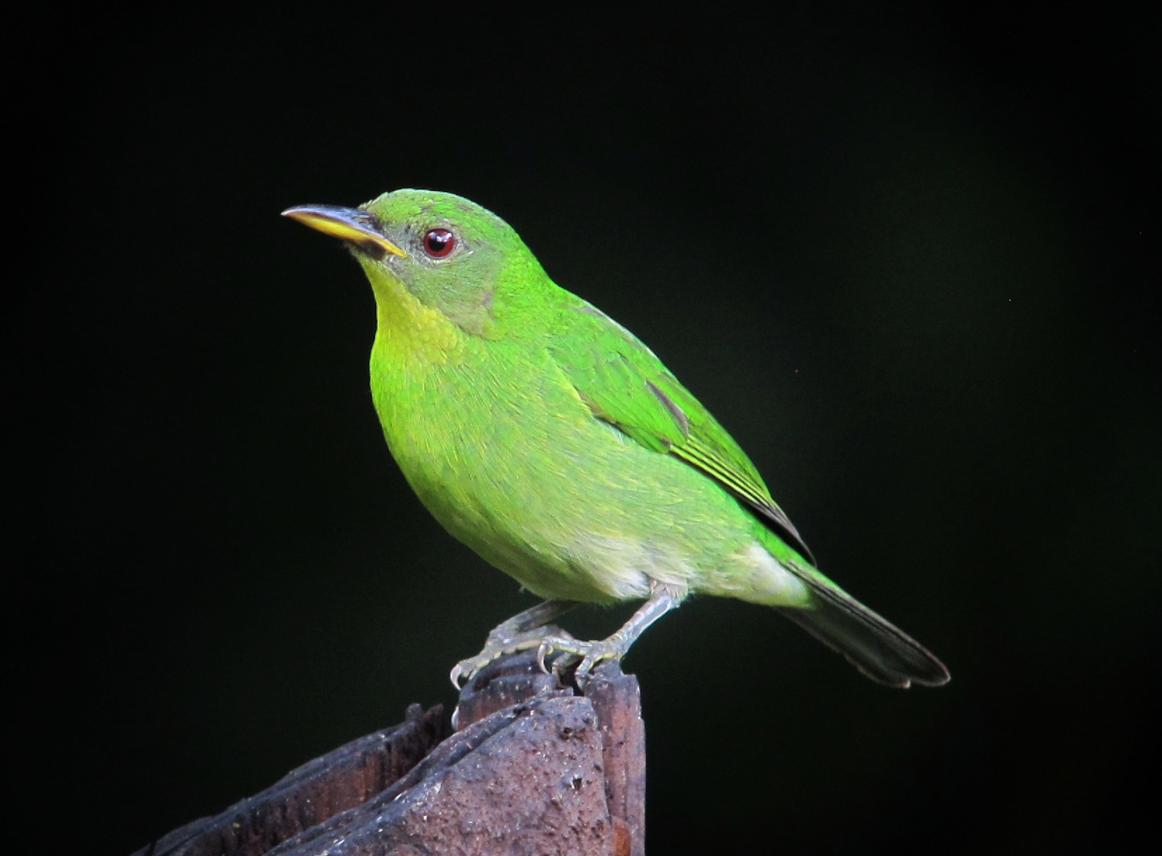 Green Honeycreeper (Chlorophanes spiza)