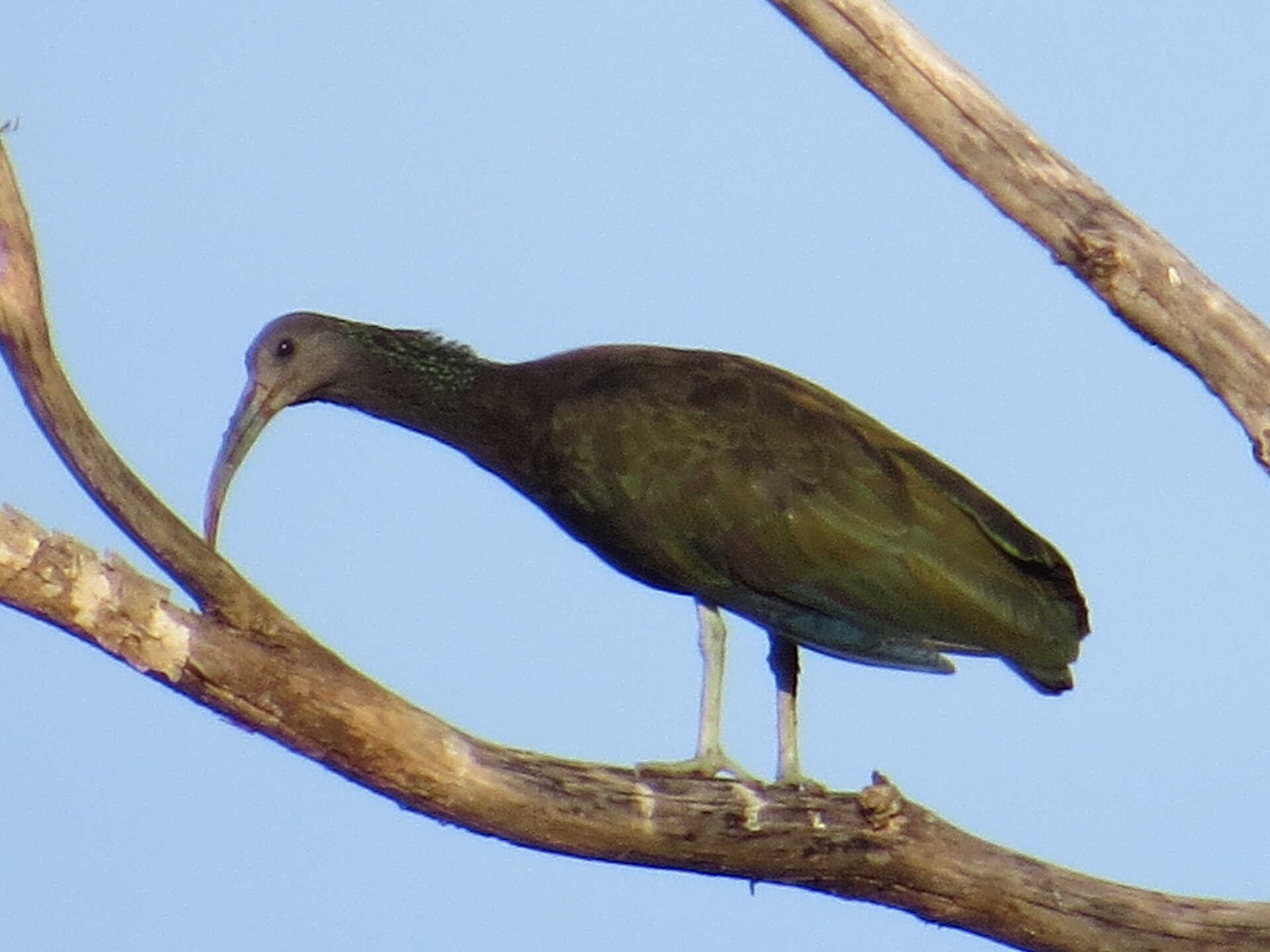 Green Ibis (Mesembrinibis cayennensis)