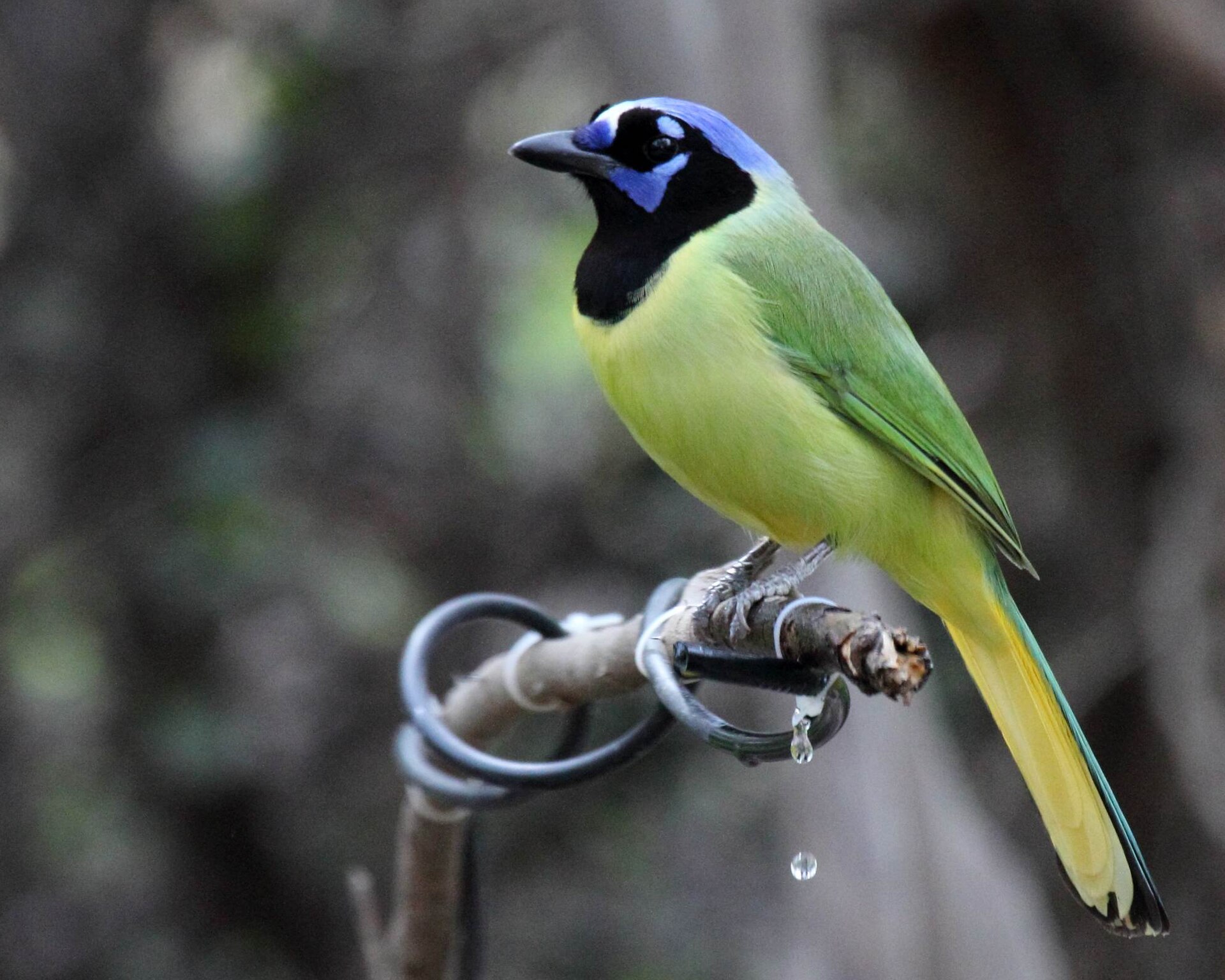 Green Jay (Cyanocorax luxuosus)