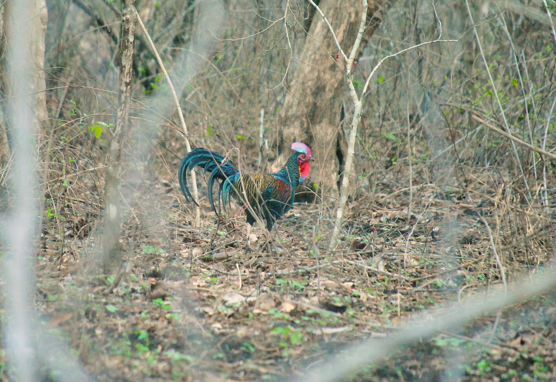 Green Junglefowl Green Junglefowl ()