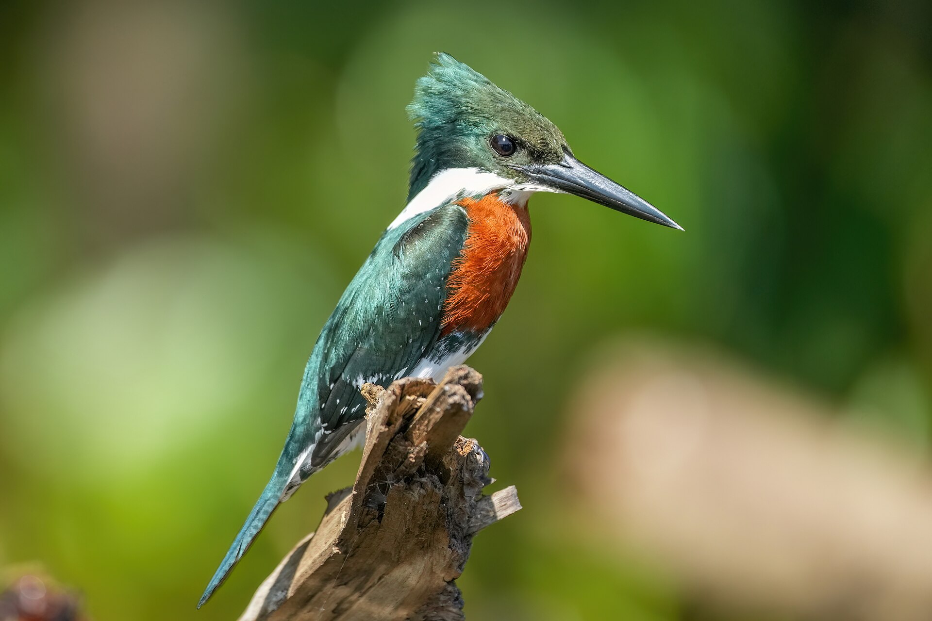 Green Kingfisher (Chloroceryle americana)