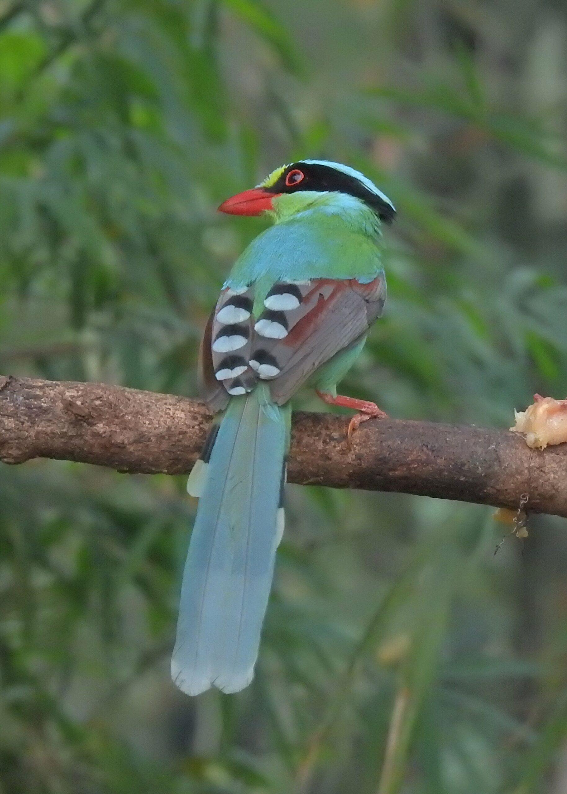 Green Magpie ()
