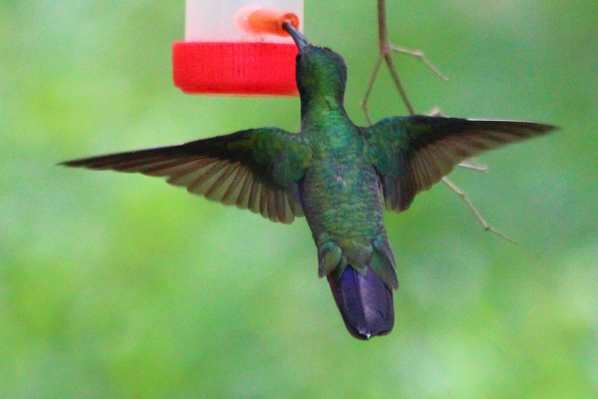 Green Mango Hummingbird Green Mango Hummingbird ()