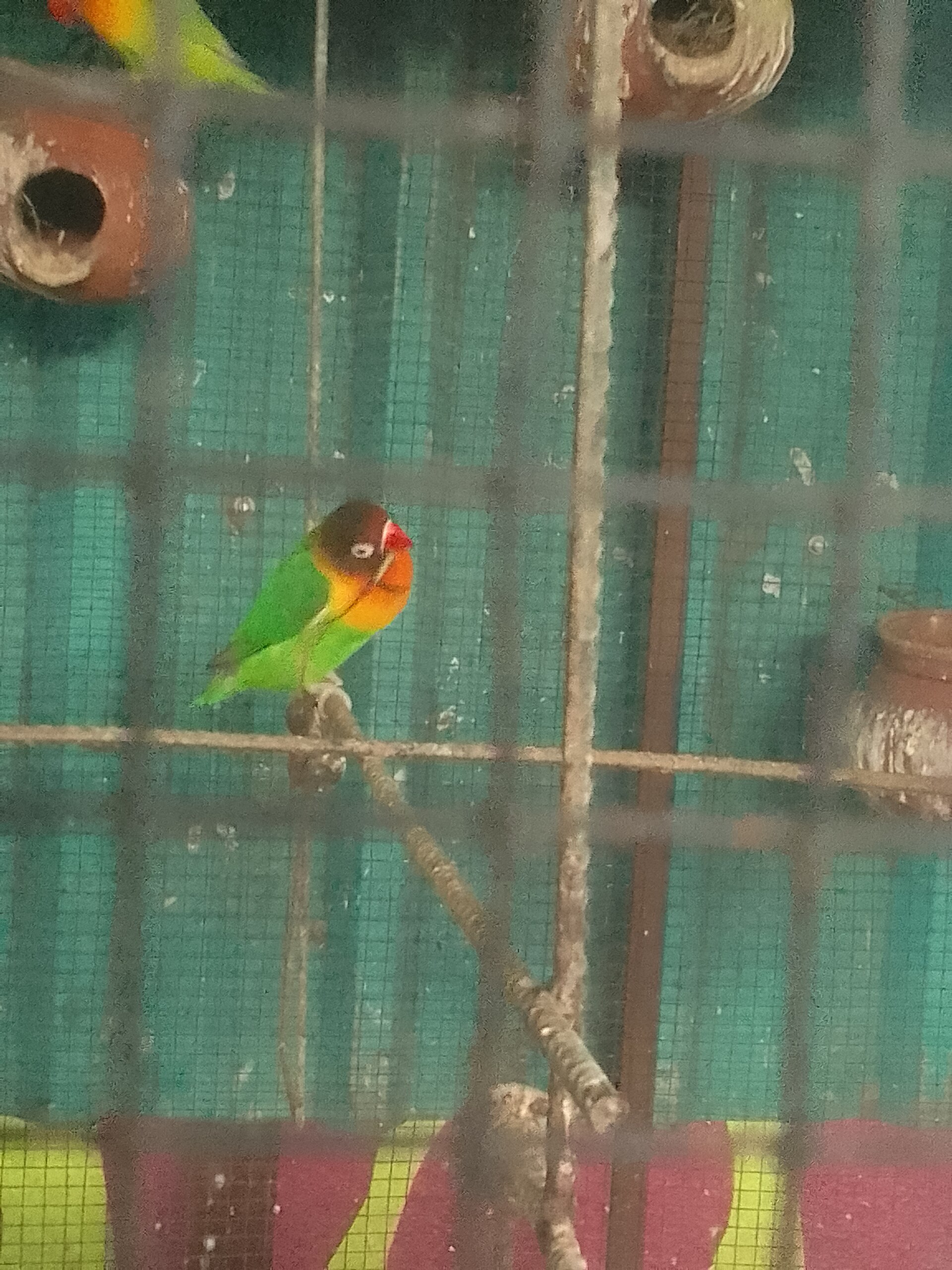 Green Parakeet ()