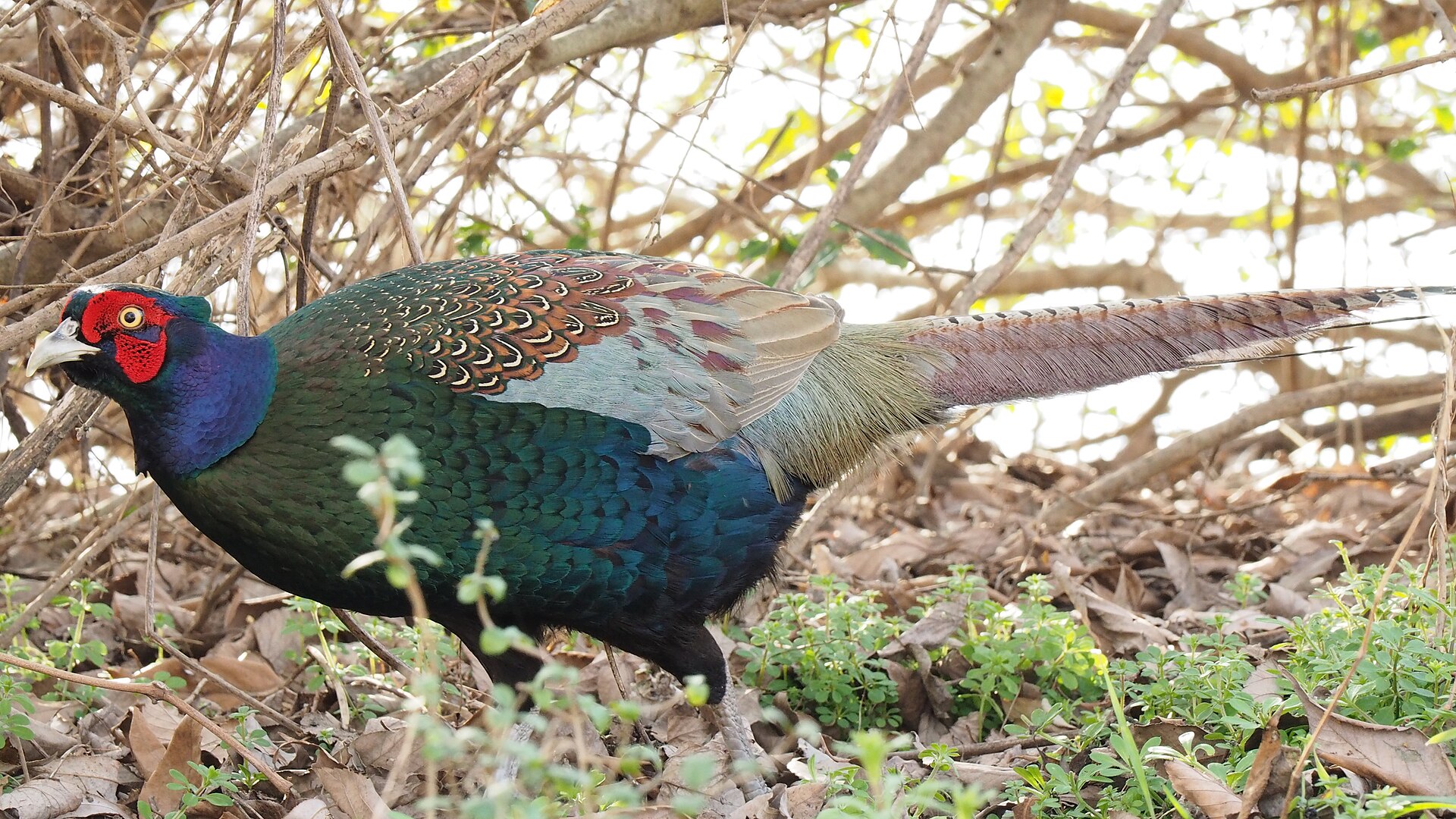 Green Pheasant Green Pheasant ()