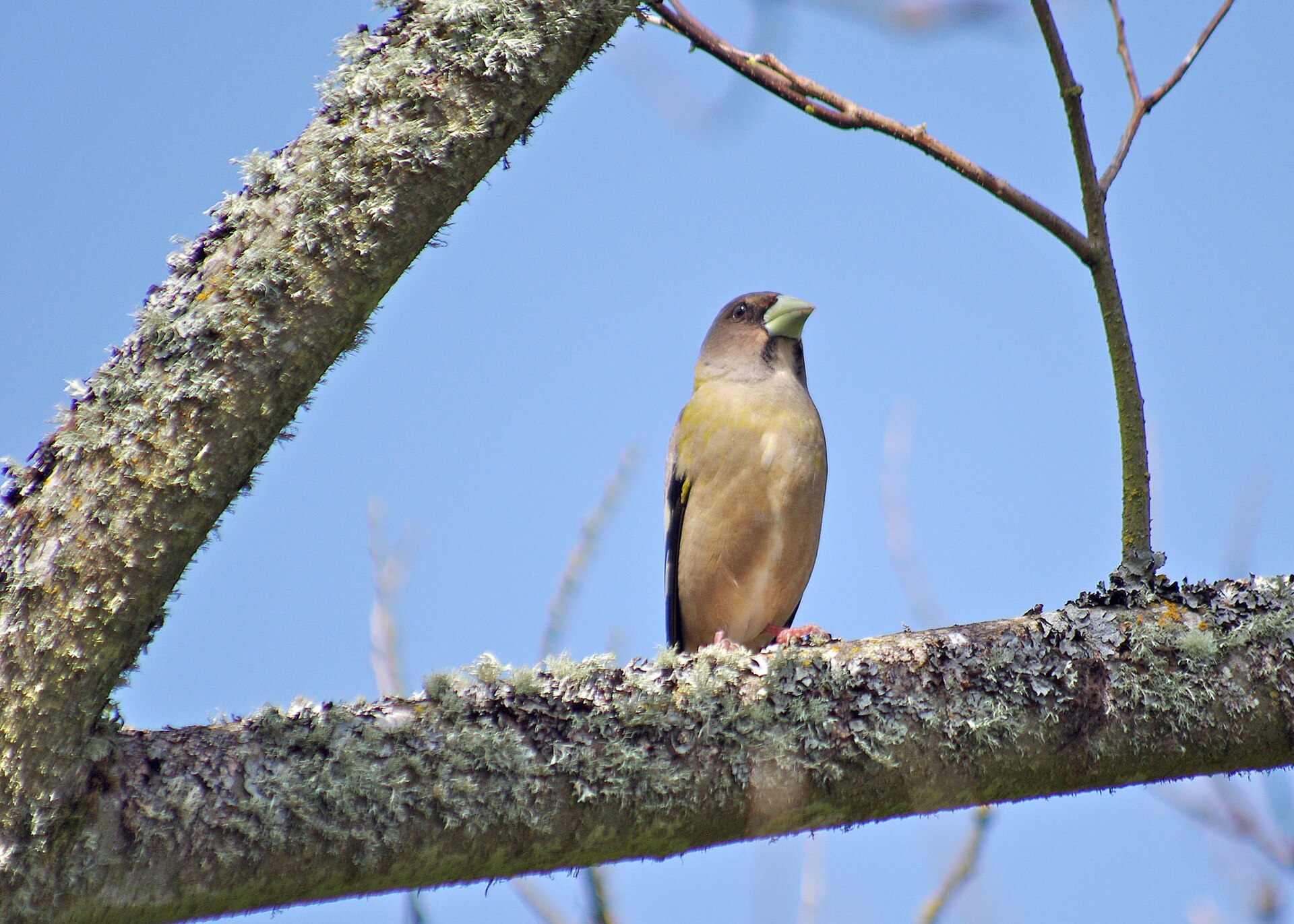 green tailed grosbeak