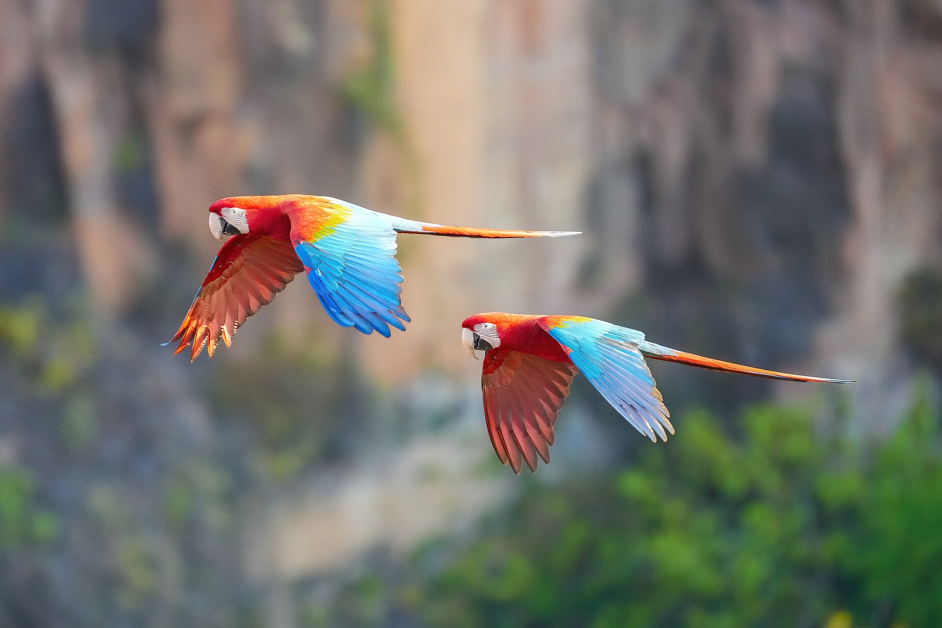 Green-winged Macaw (Ara chloropterus)