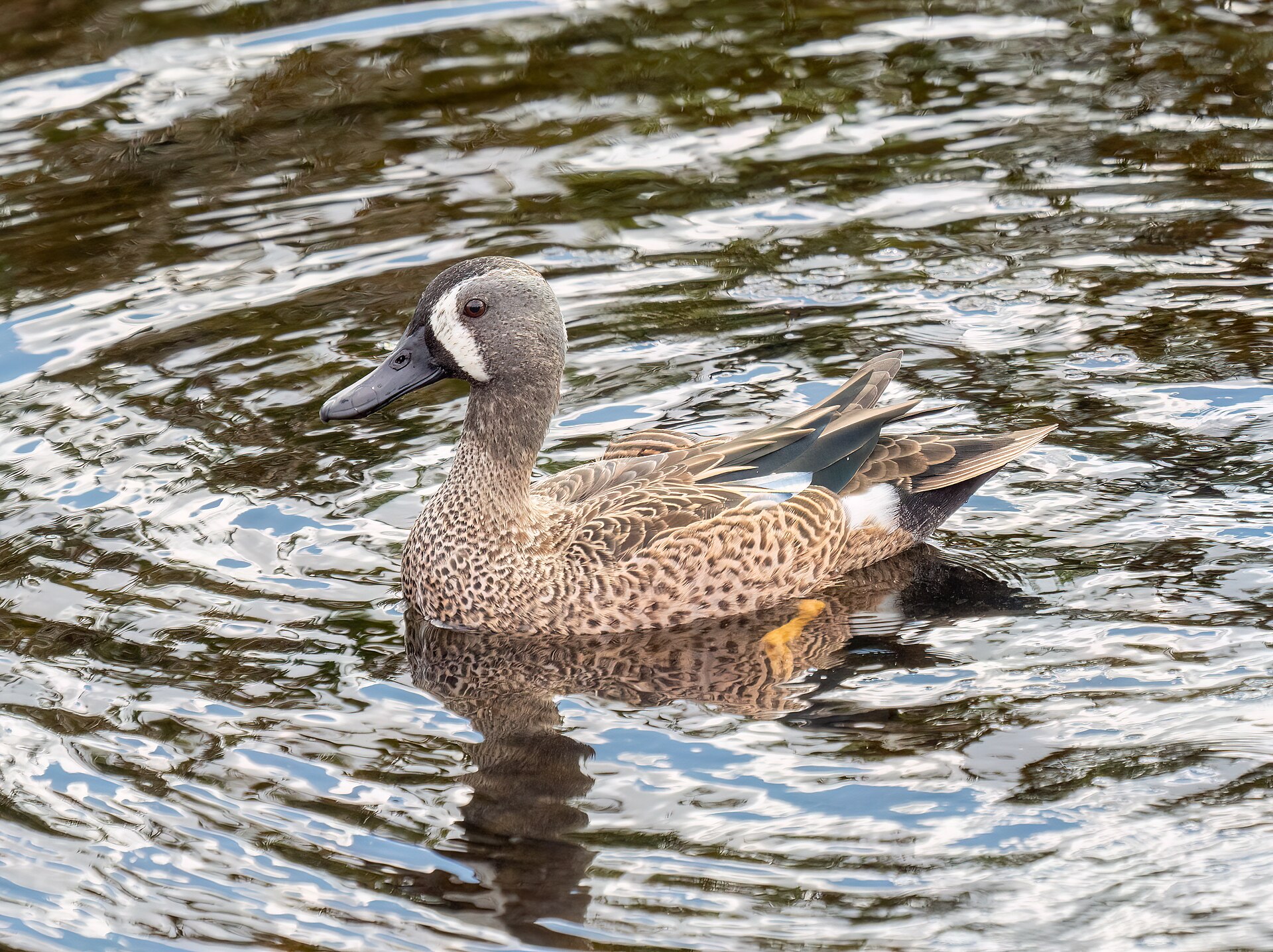Green-winged Teal ()