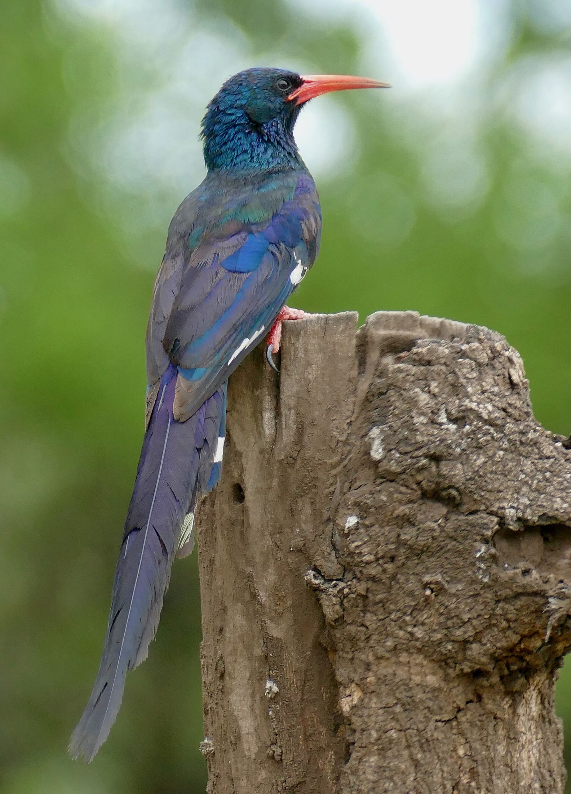 Green Woodhoopoe ()