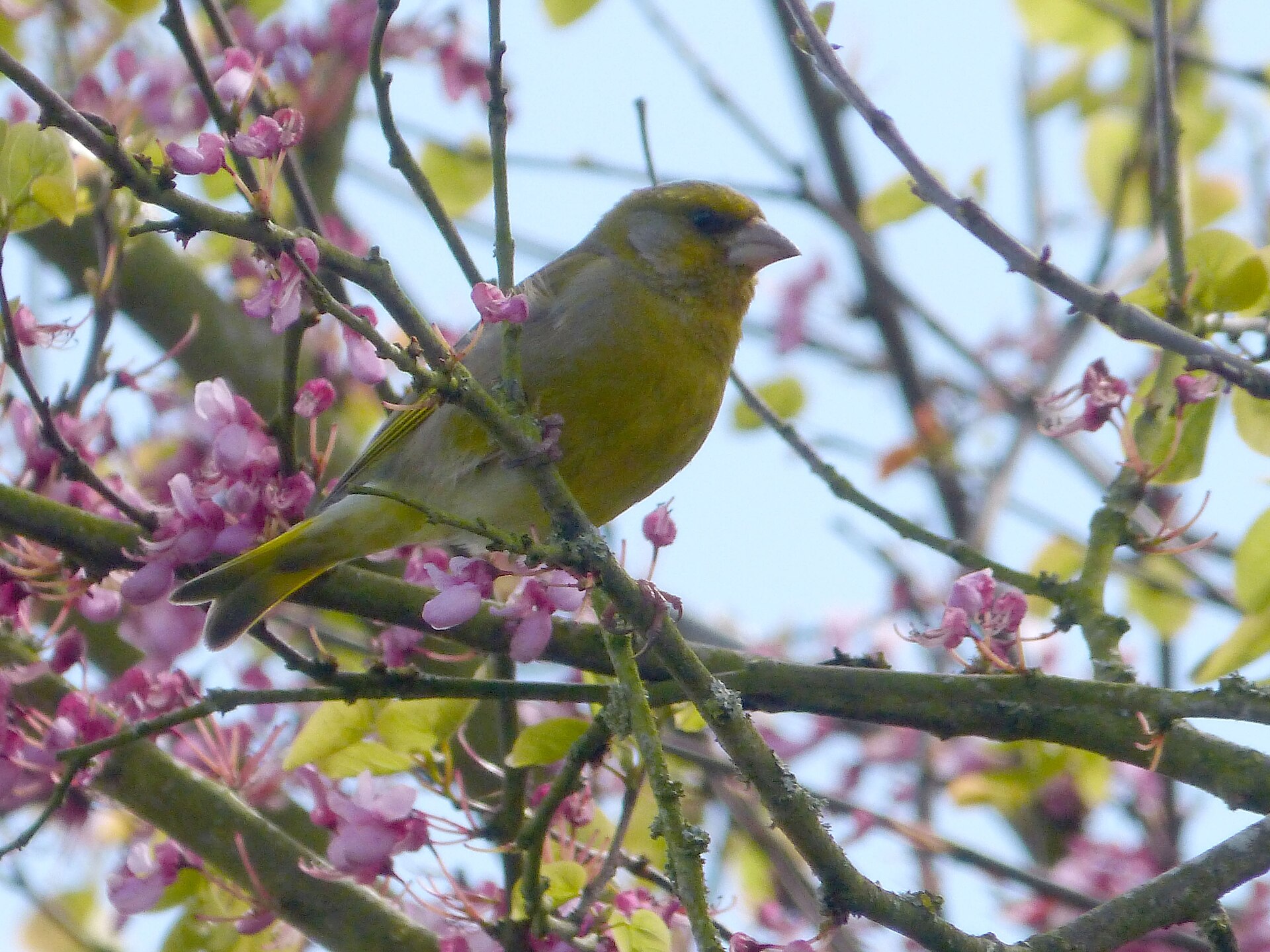 Greenfinch Greenfinch ()