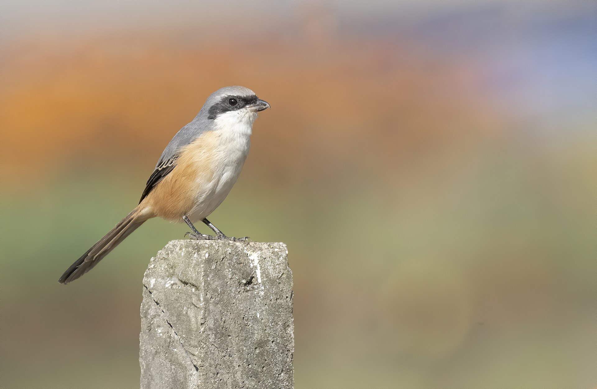 Grey-backed Shrike ()