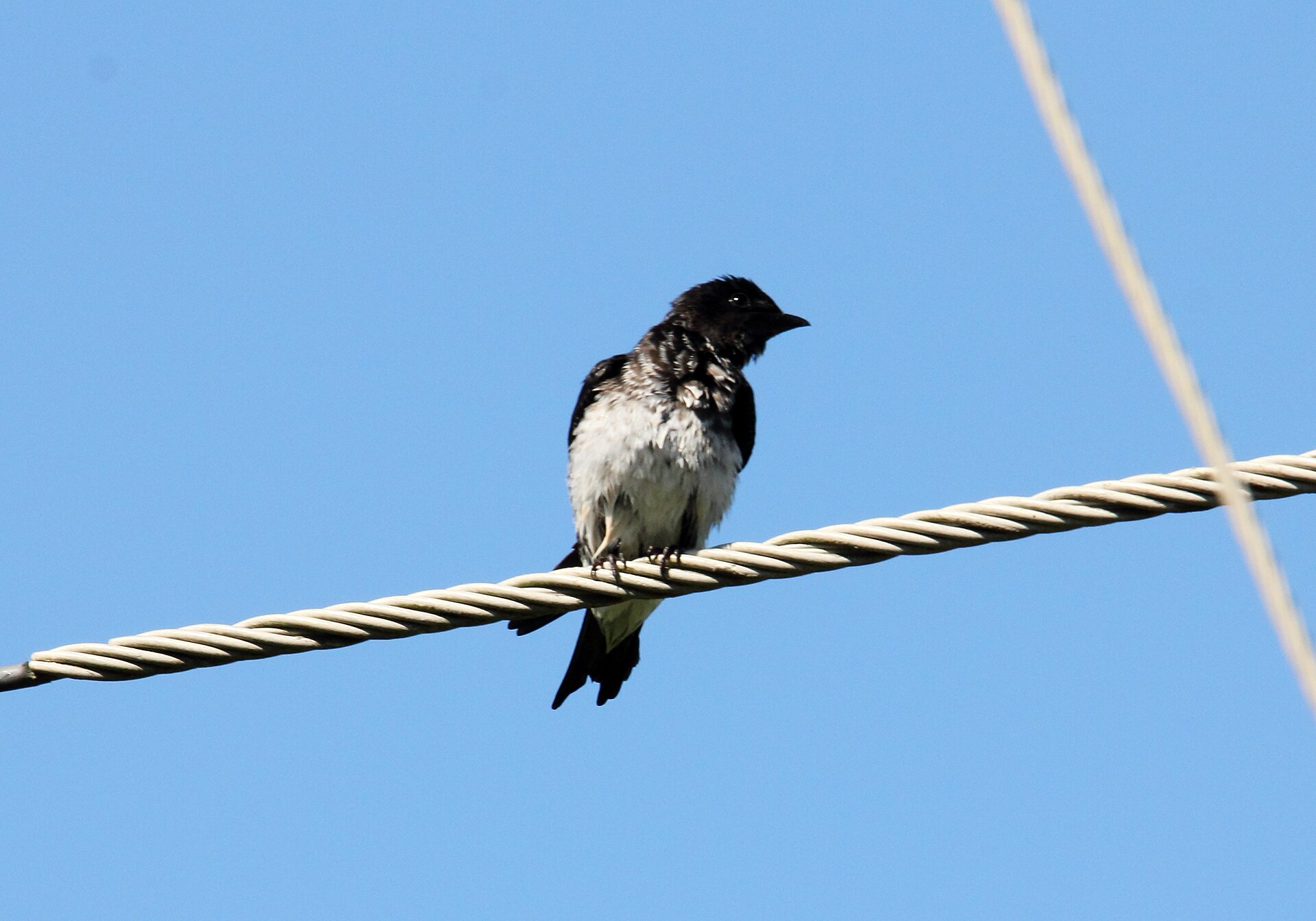 Grey-breasted Martin (Progne chalybea)