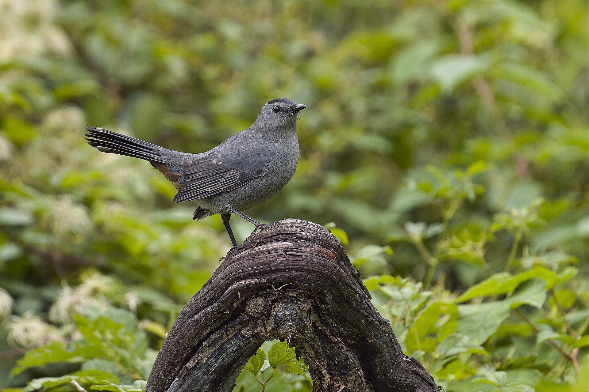 Grey Catbird Grey Catbird (Dumetella carolinensis)