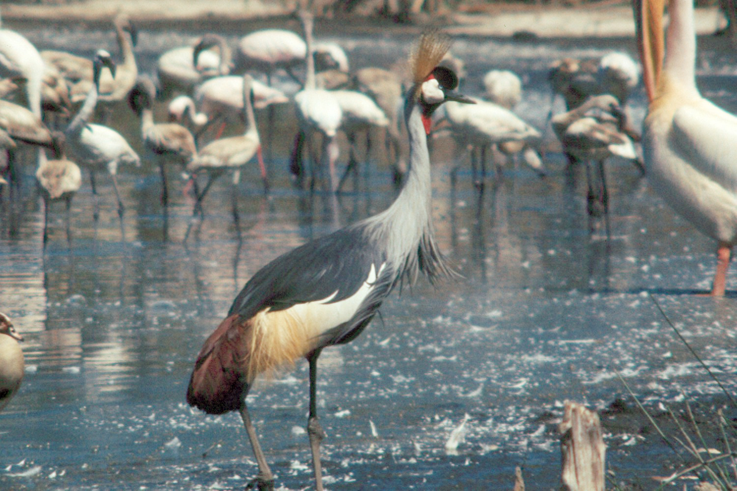 Grey Crowned Crane Behavior Grey Crowned Crane Behavior ()