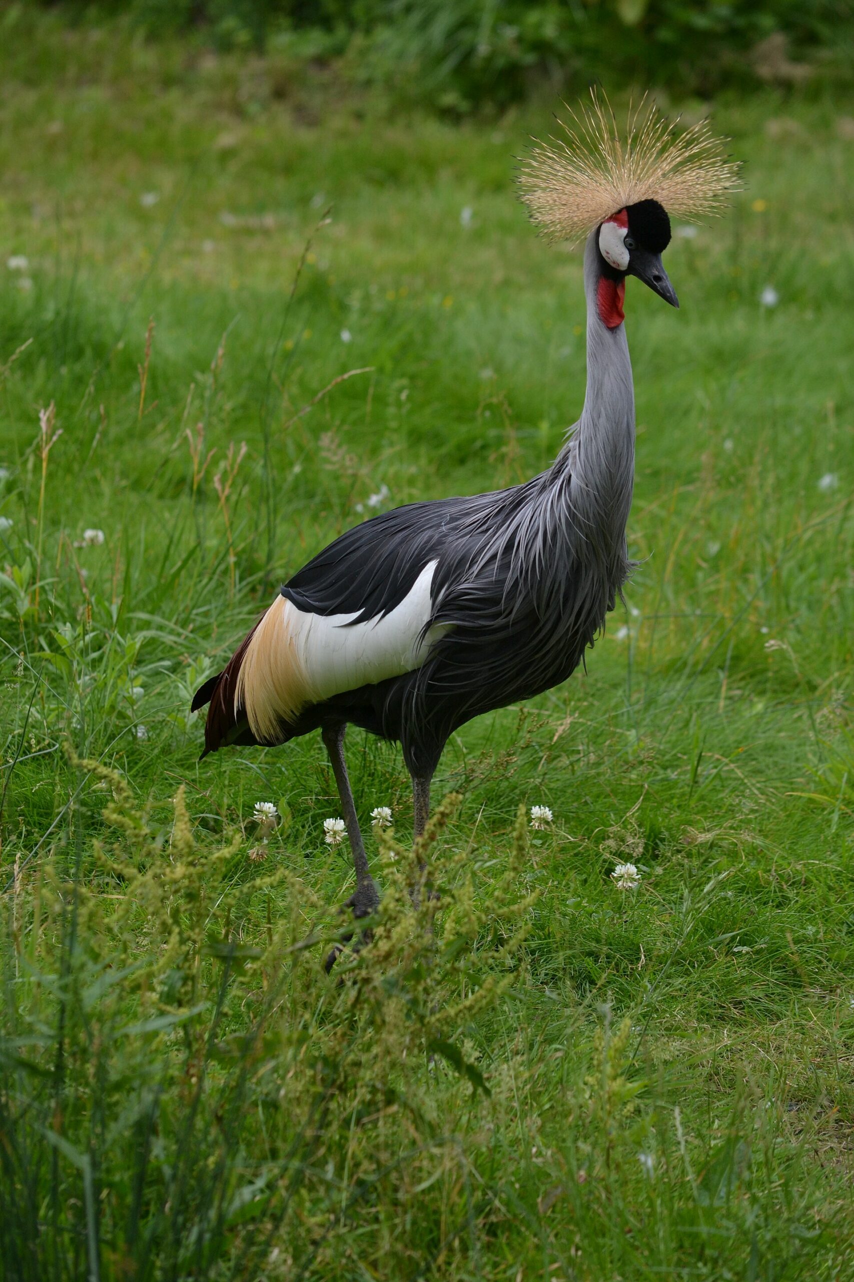 Grey Crowned Crane Call ()