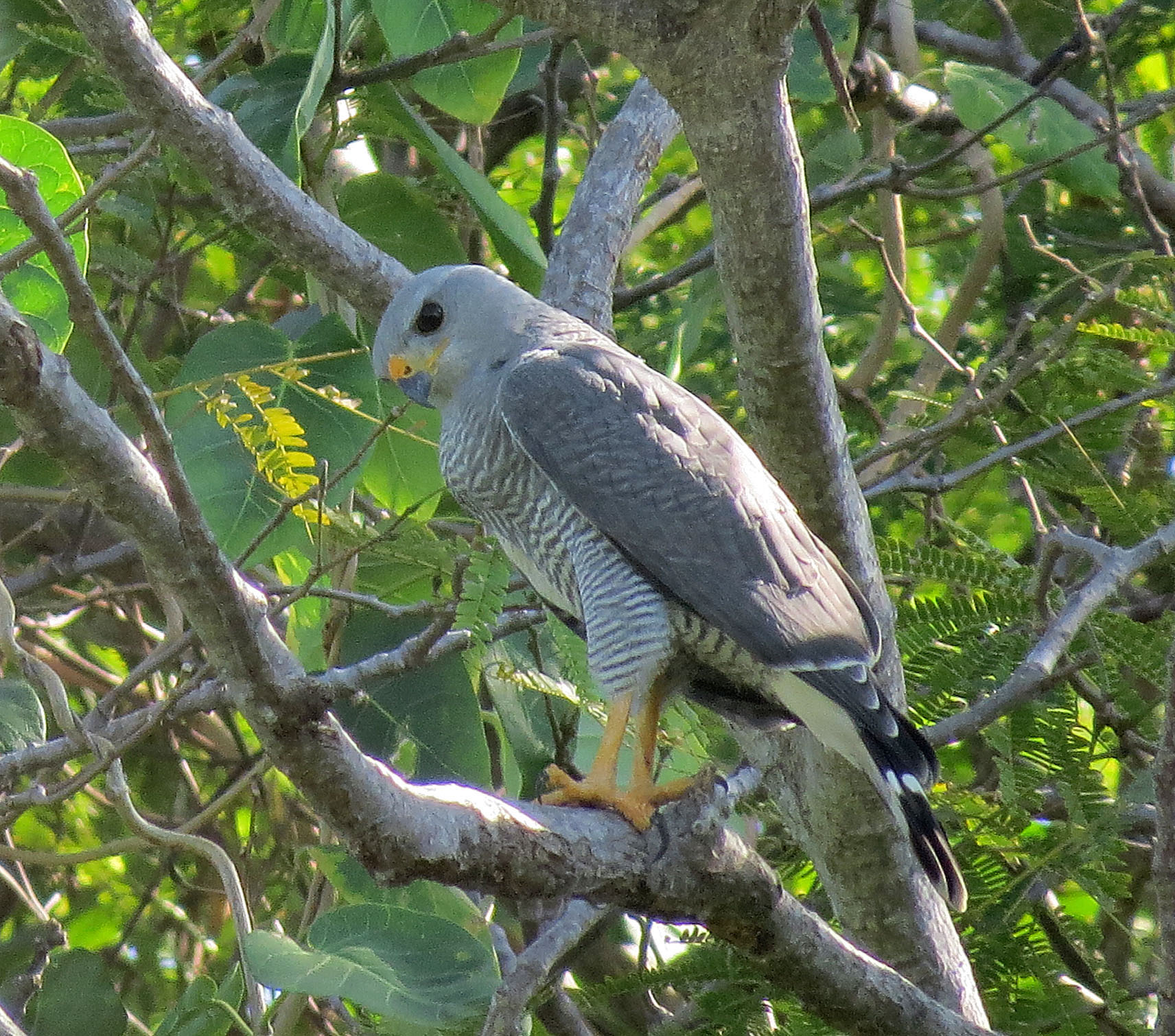 Grey Hawk ()