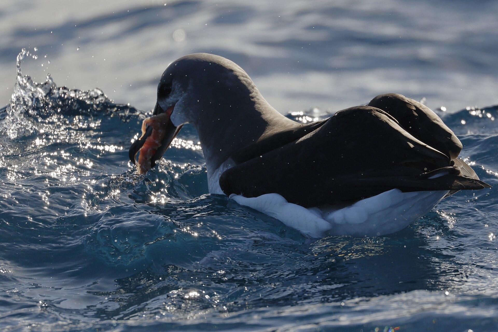 Grey-headed Albatross Grey-headed Albatross (Thalassarche chrysostoma)