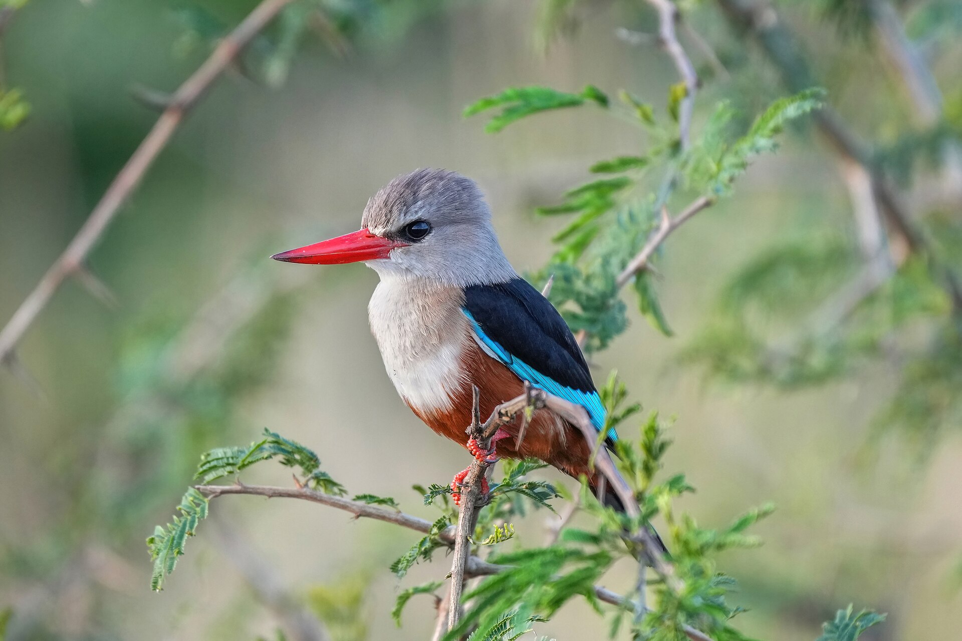 Grey-headed Kingfisher Grey-headed Kingfisher (Halcyon leucocephala)