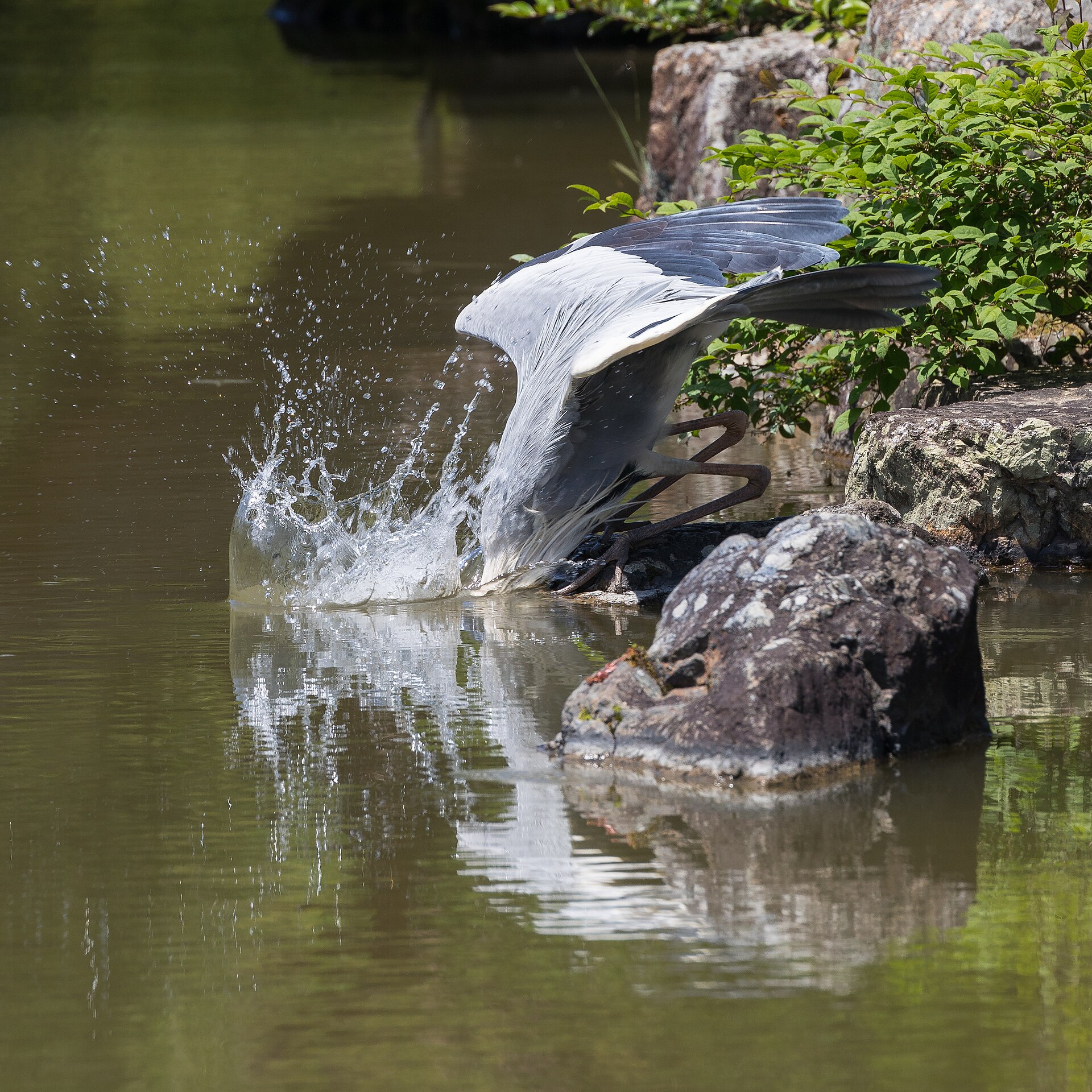 Grey Heron (Grey heron)
