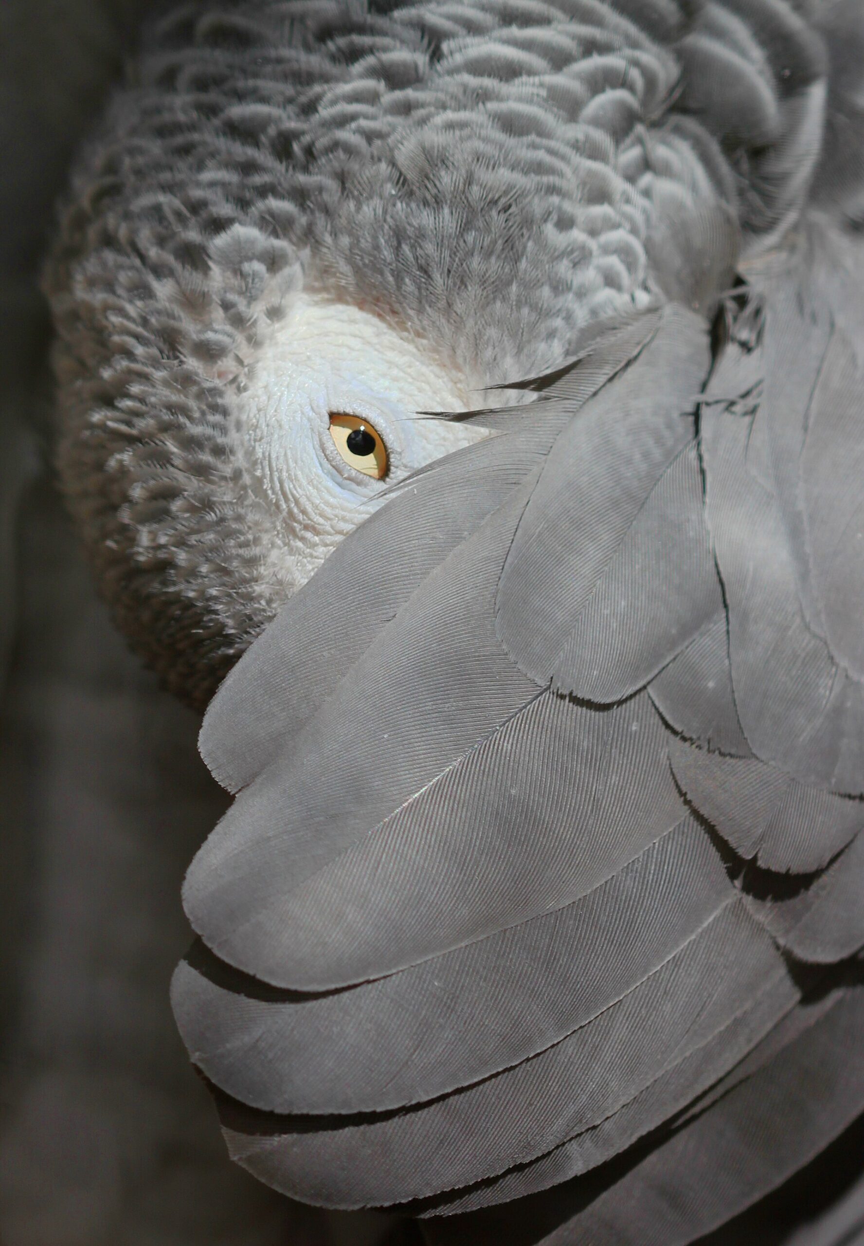 Grey Parrot ()