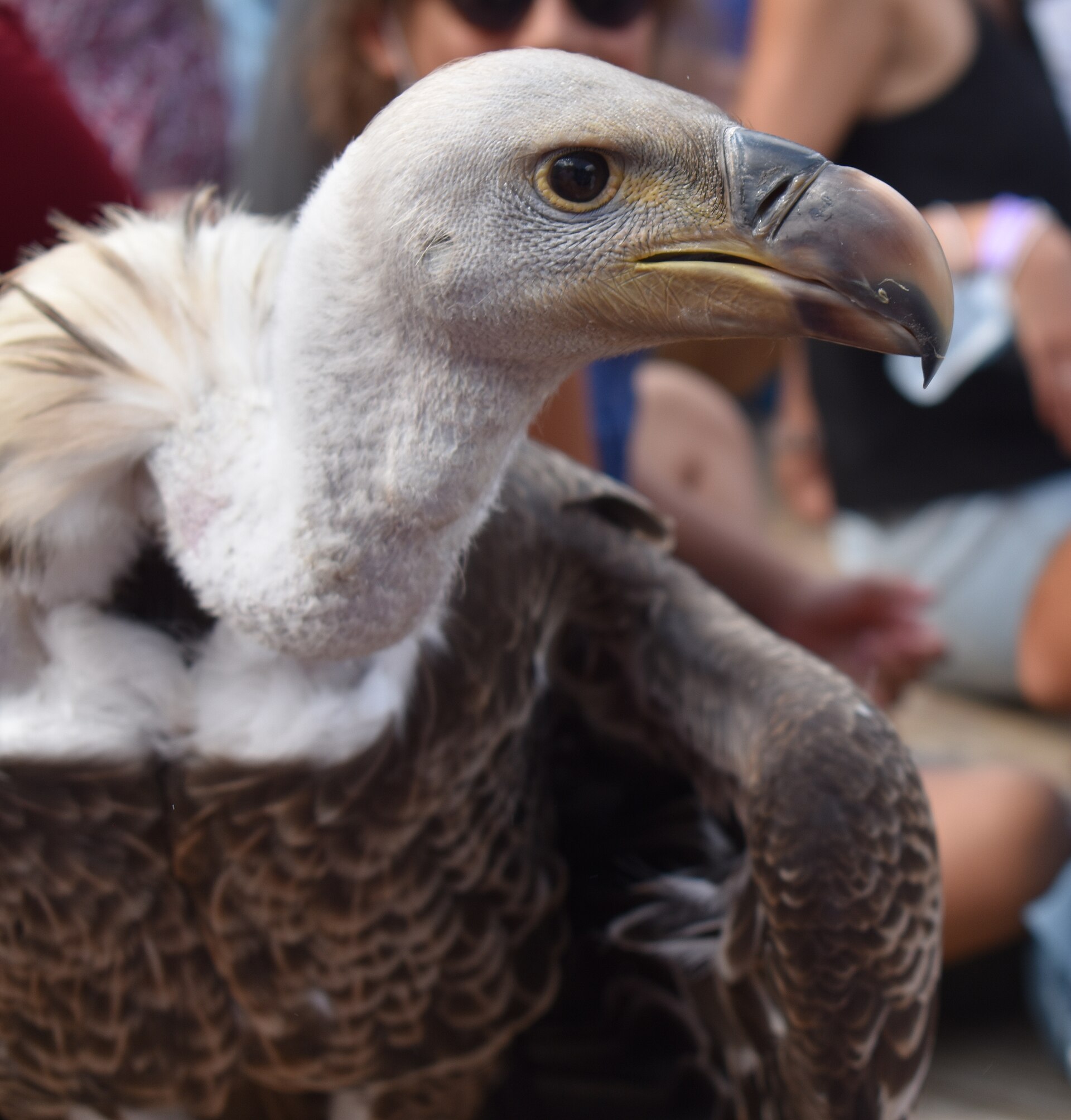 Griffon Vulture (Gyps fulvus)