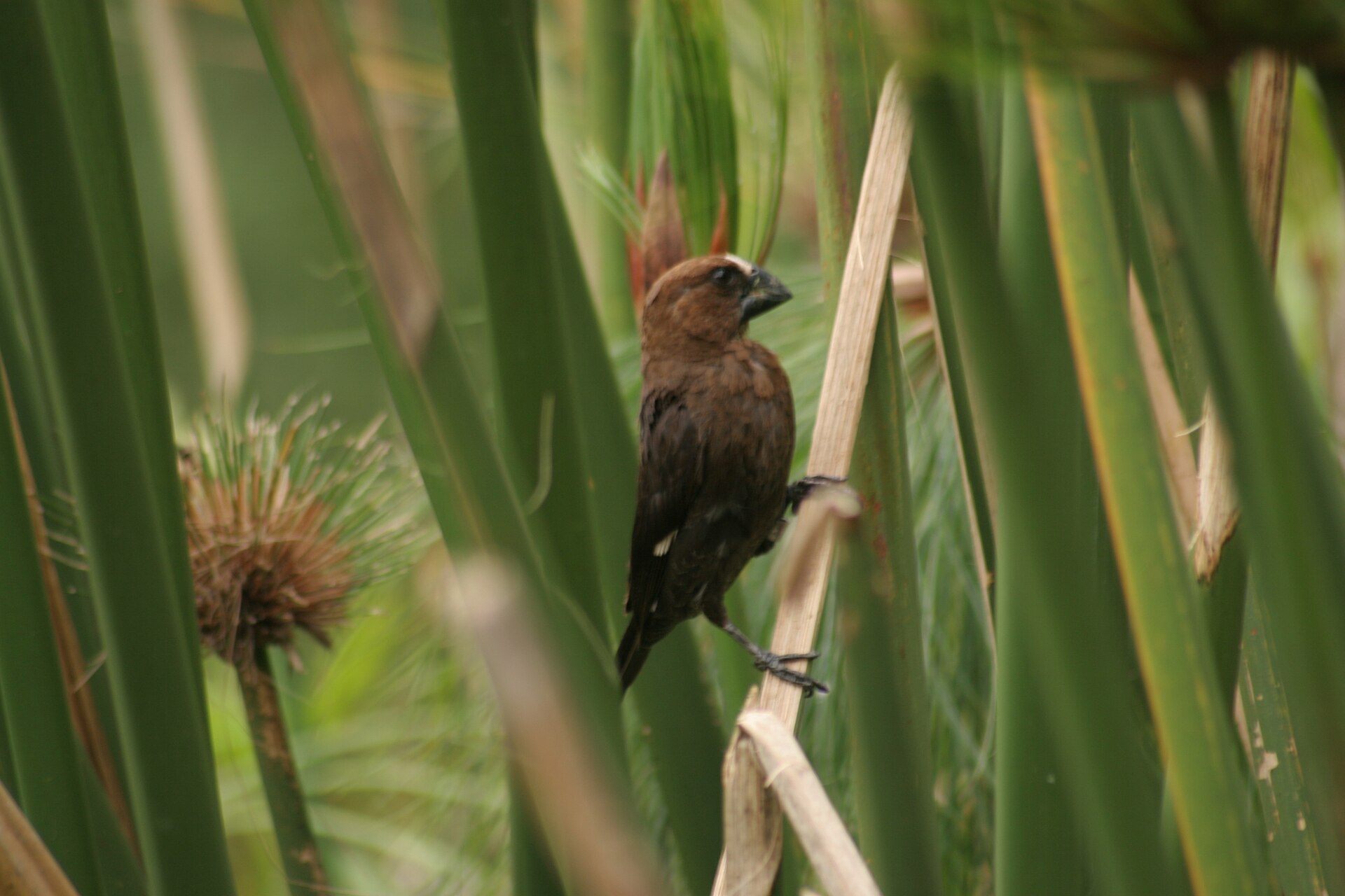 Grosbeak Weaver Grosbeak Weaver (Amblyospiza albifrons)