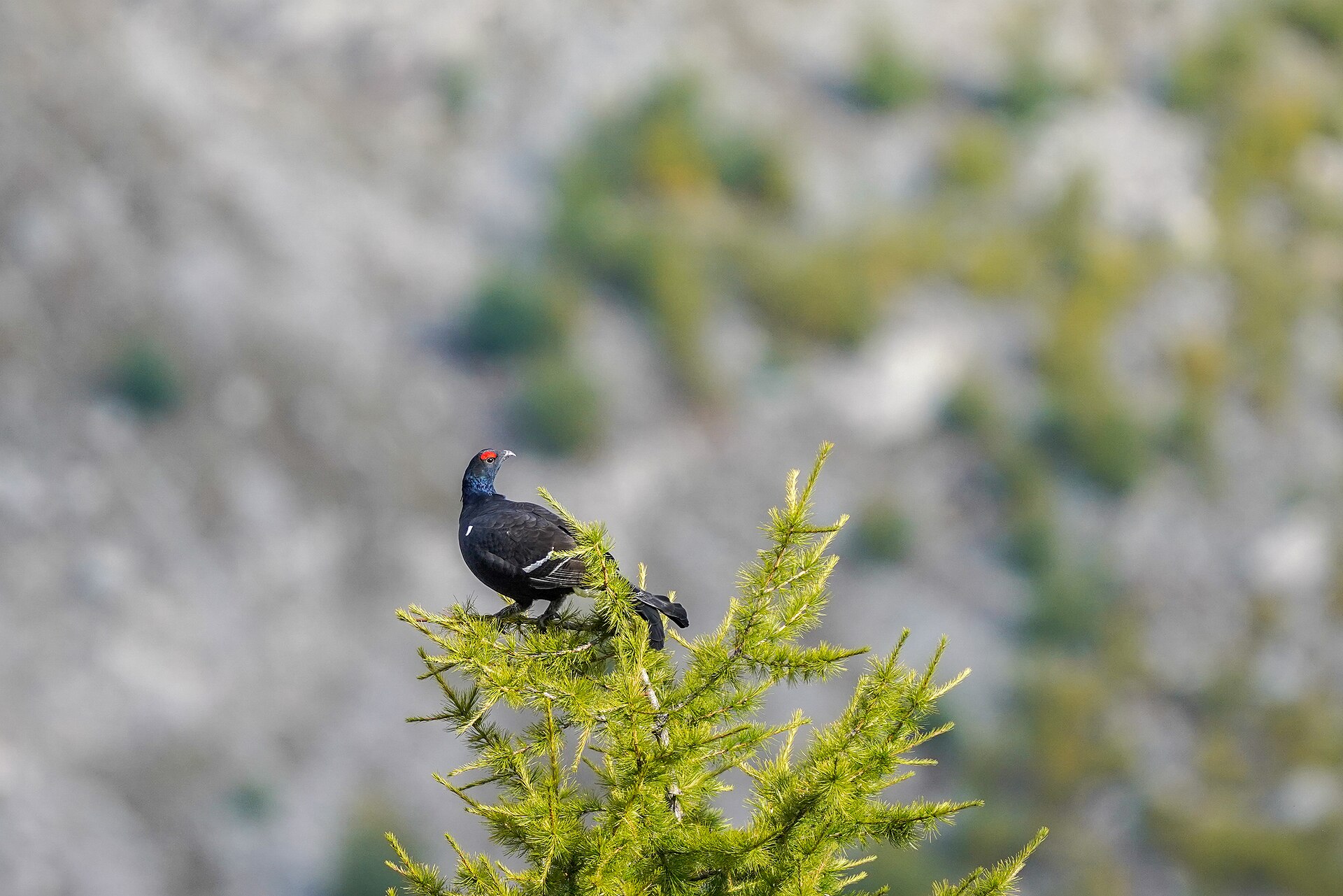 Grouse (Centrocercus urophasianus)