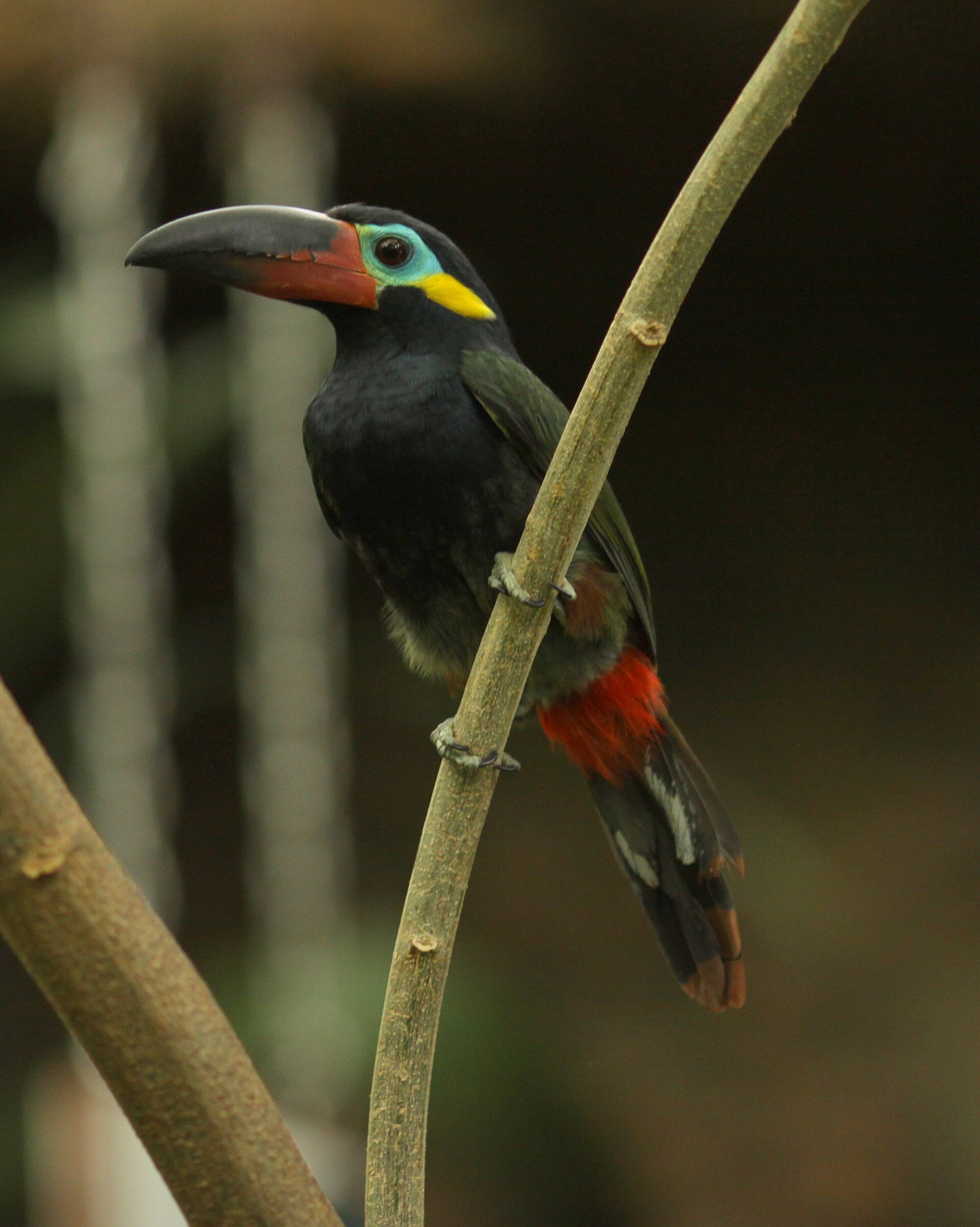 Guianan Toucanet Guianan Toucanet (Selenidera piperivora)