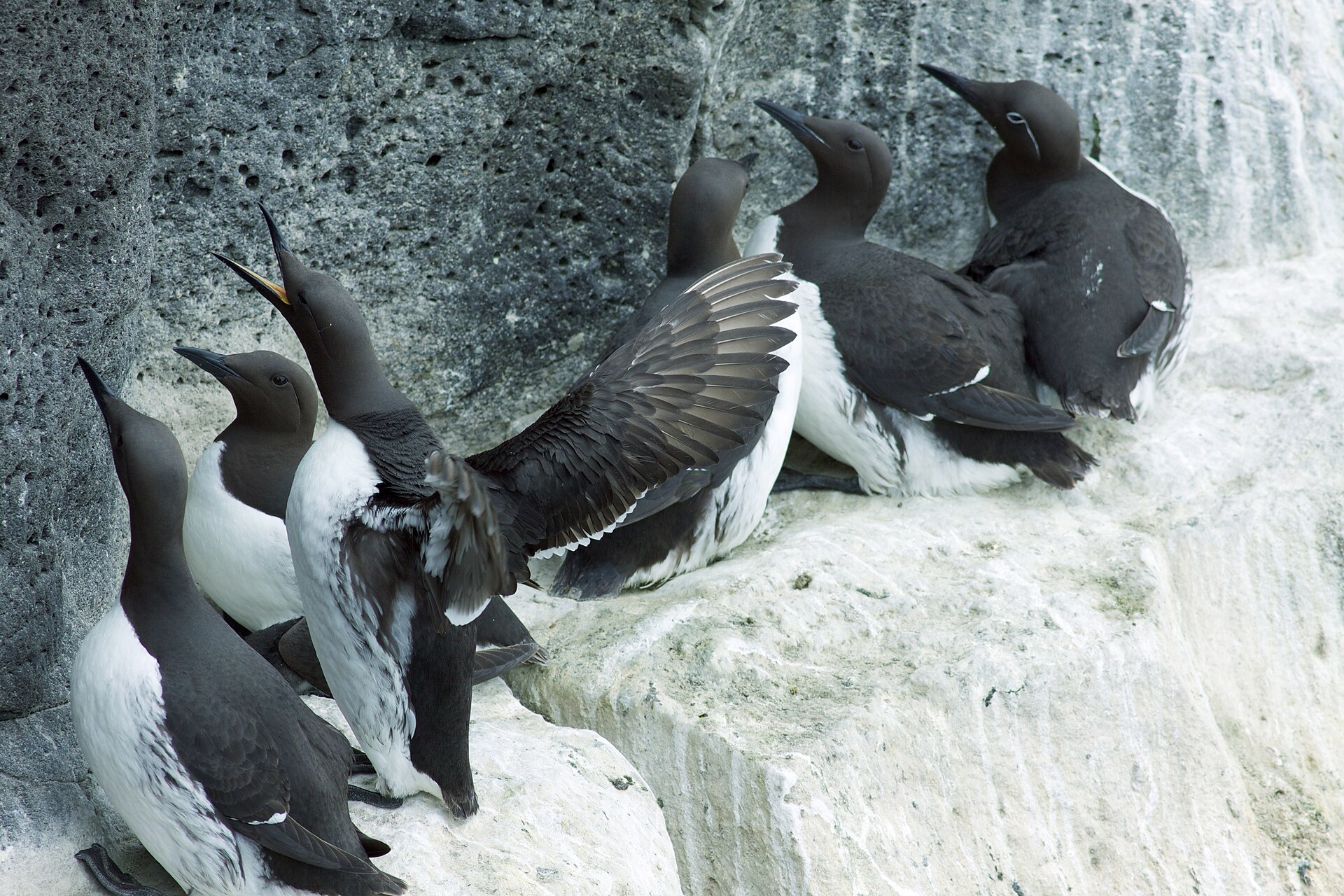 guillemot