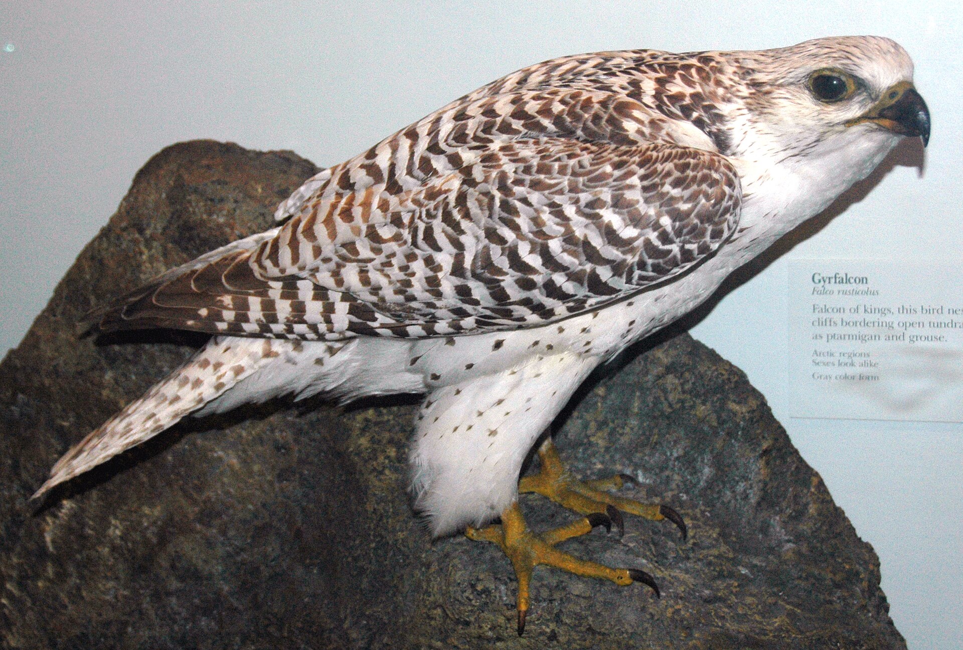 Gyrfalcon Gyrfalcon (Falco rusticolus)