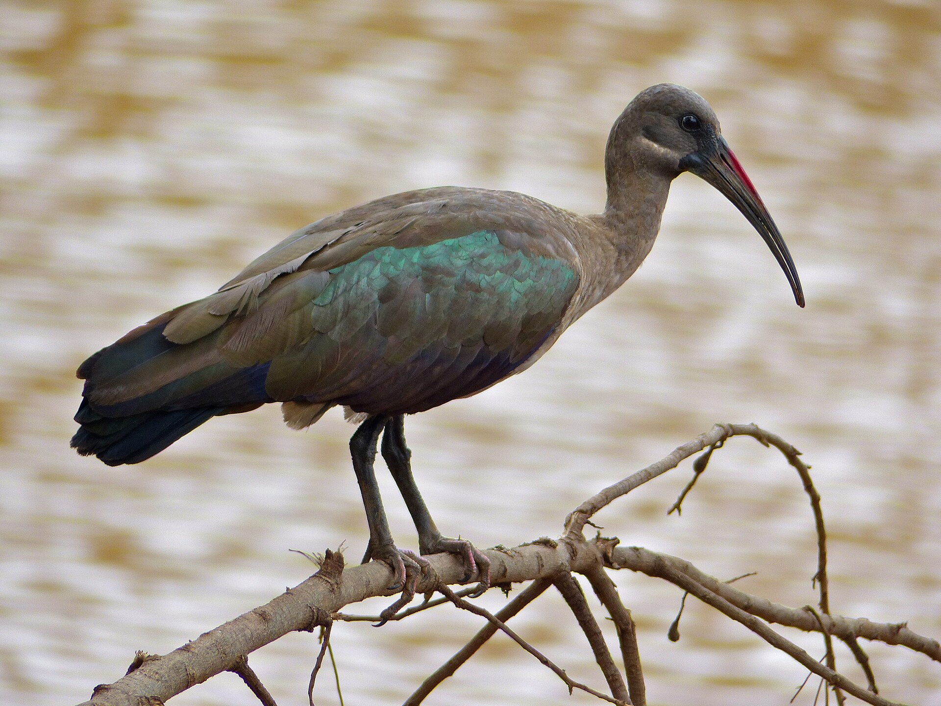 Hadada Ibis (Bostrychia hagedash)