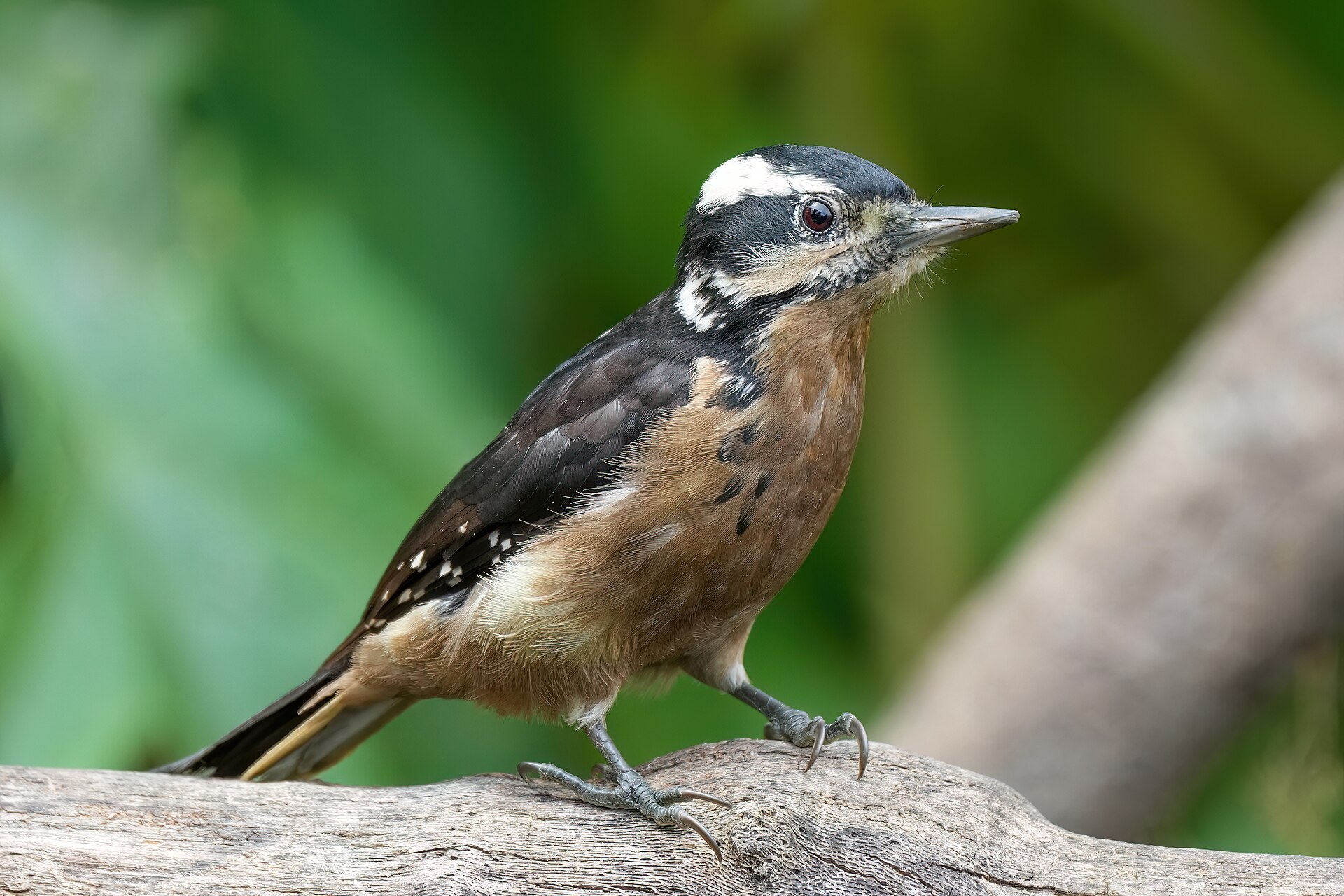 Hairy Woodpecker ()