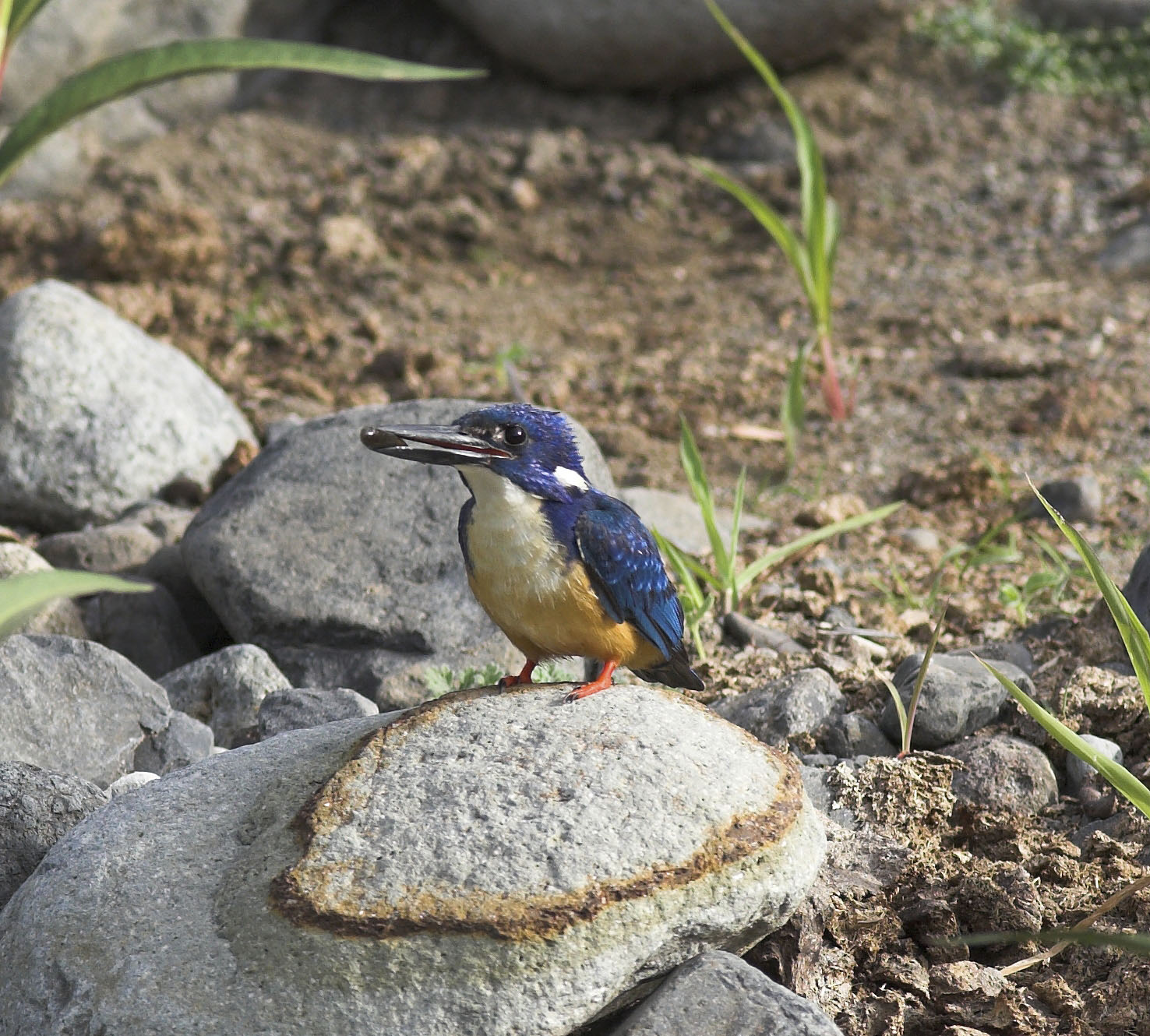 Half-collared Kingfisher Half-collared Kingfisher ()