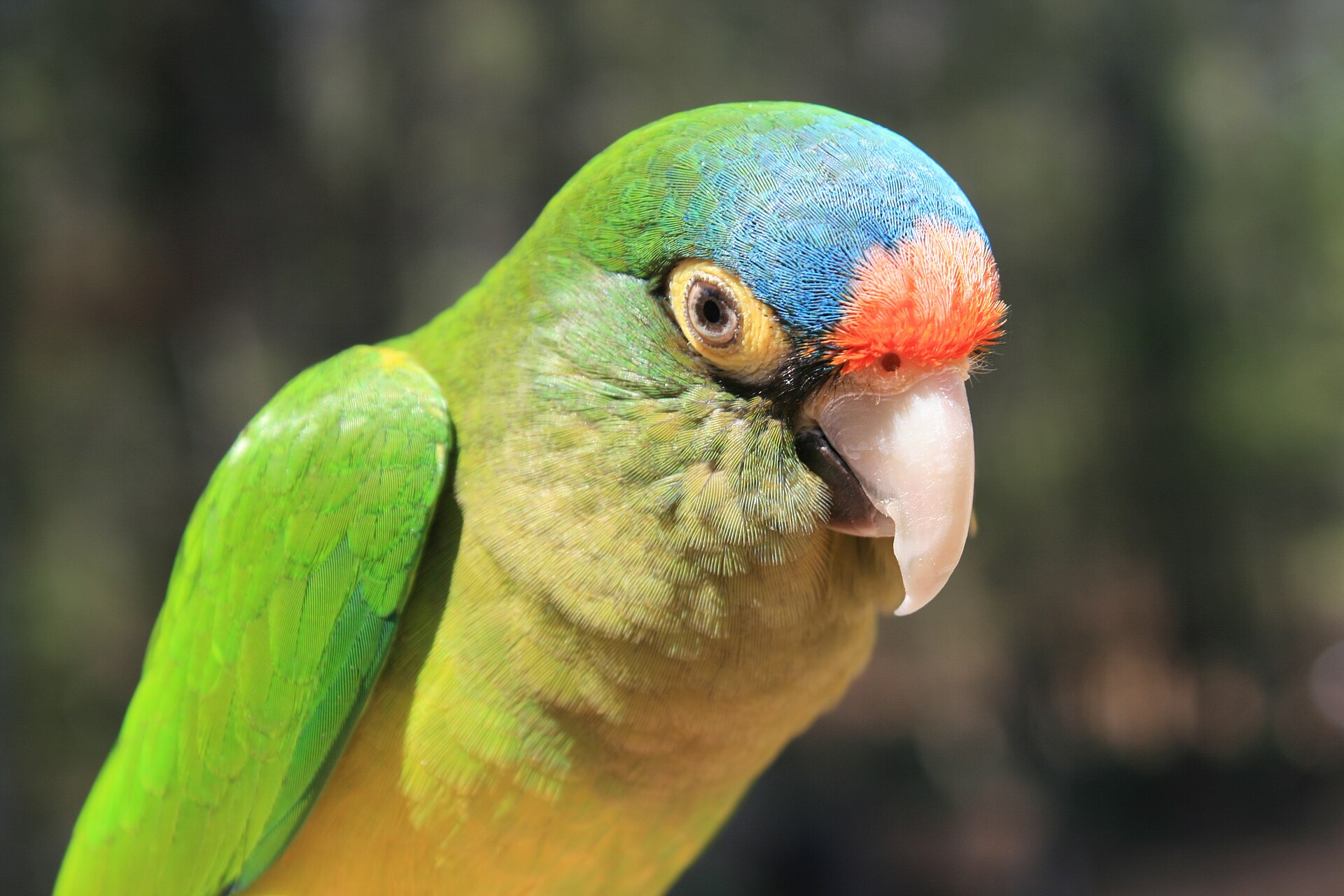Half-Moon Conure ()