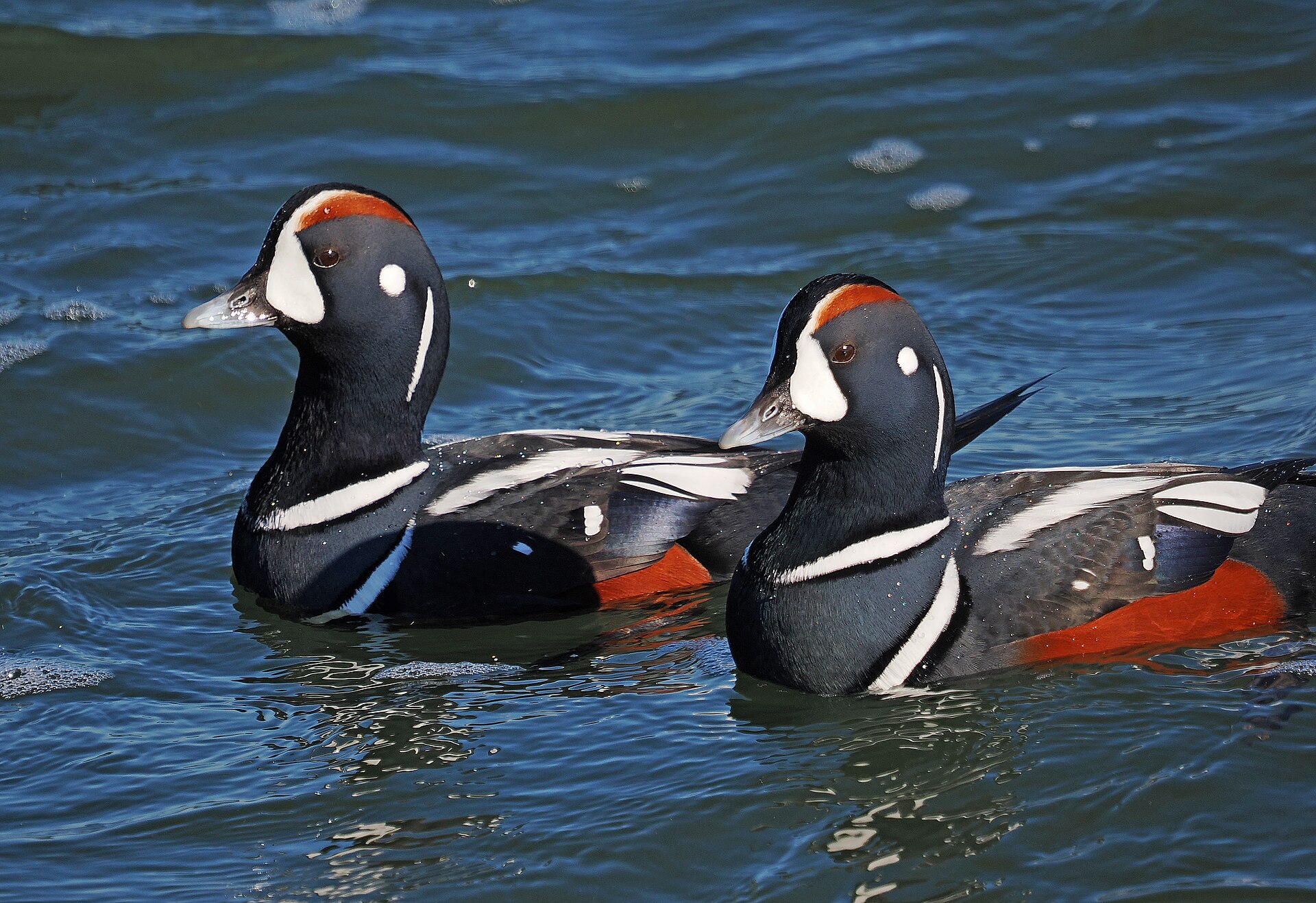 Harlequin Duck Harlequin Duck (Histrionicus histrionicus)