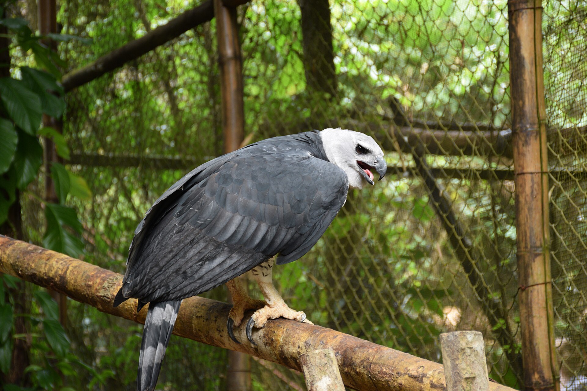 Harpy Eagle ()