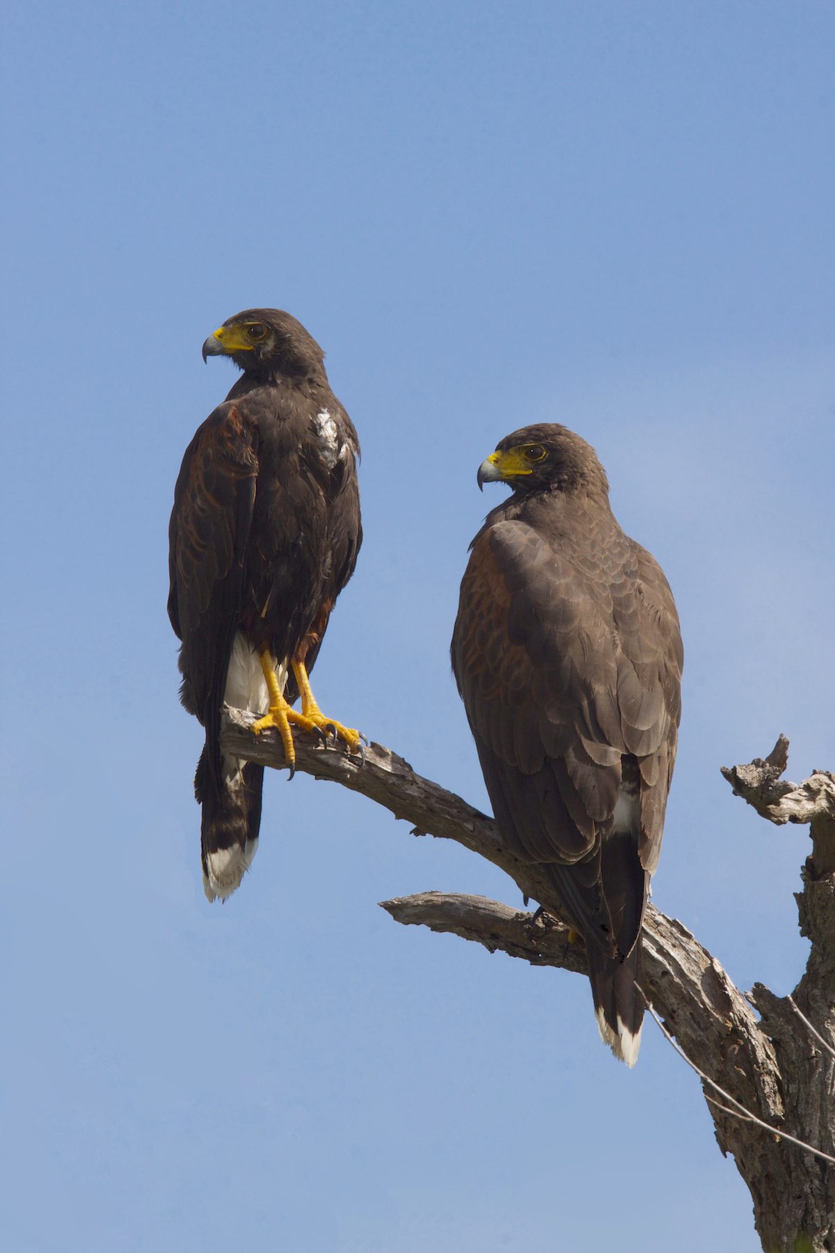 Harris Hawk (Parabuteo unicinctus)