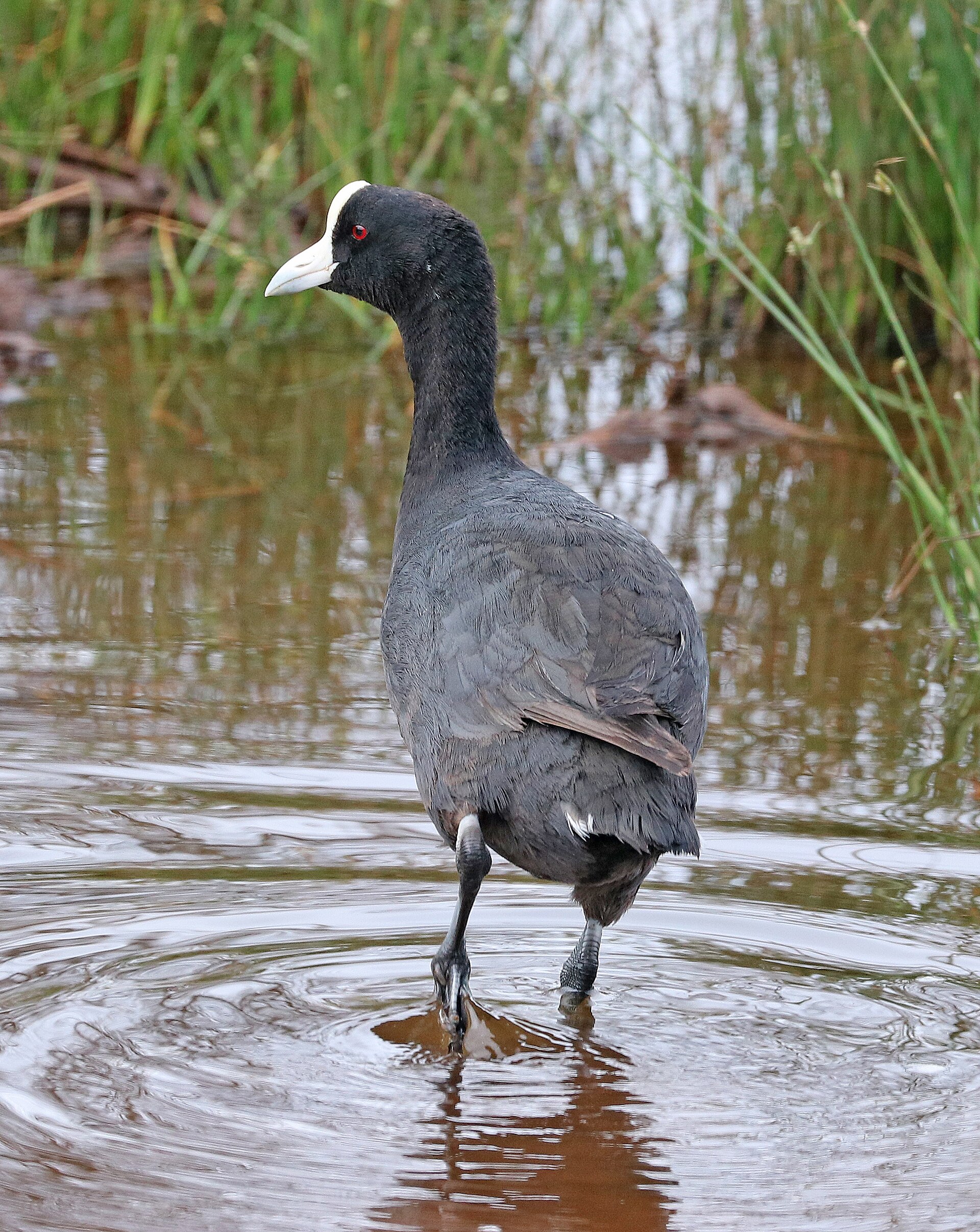Hawaiian Coot (Fulica alai)