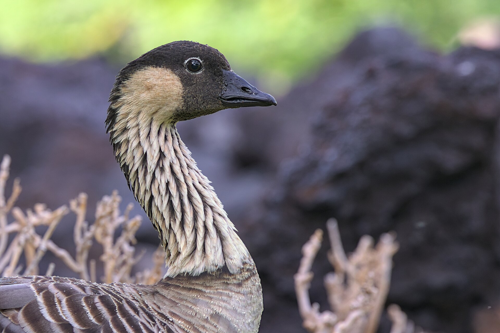 Hawaiian Goose Hawaiian Goose ()
