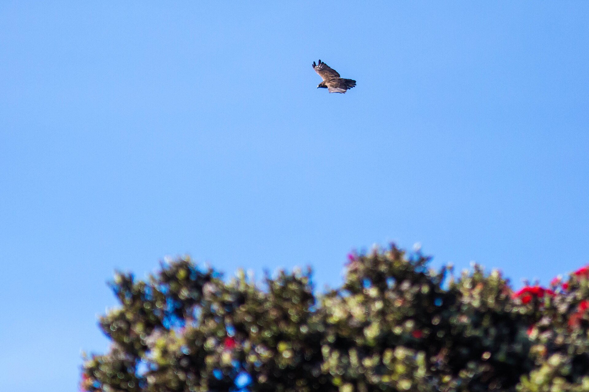 Hawaiian Hawk (Buteo solitaries)