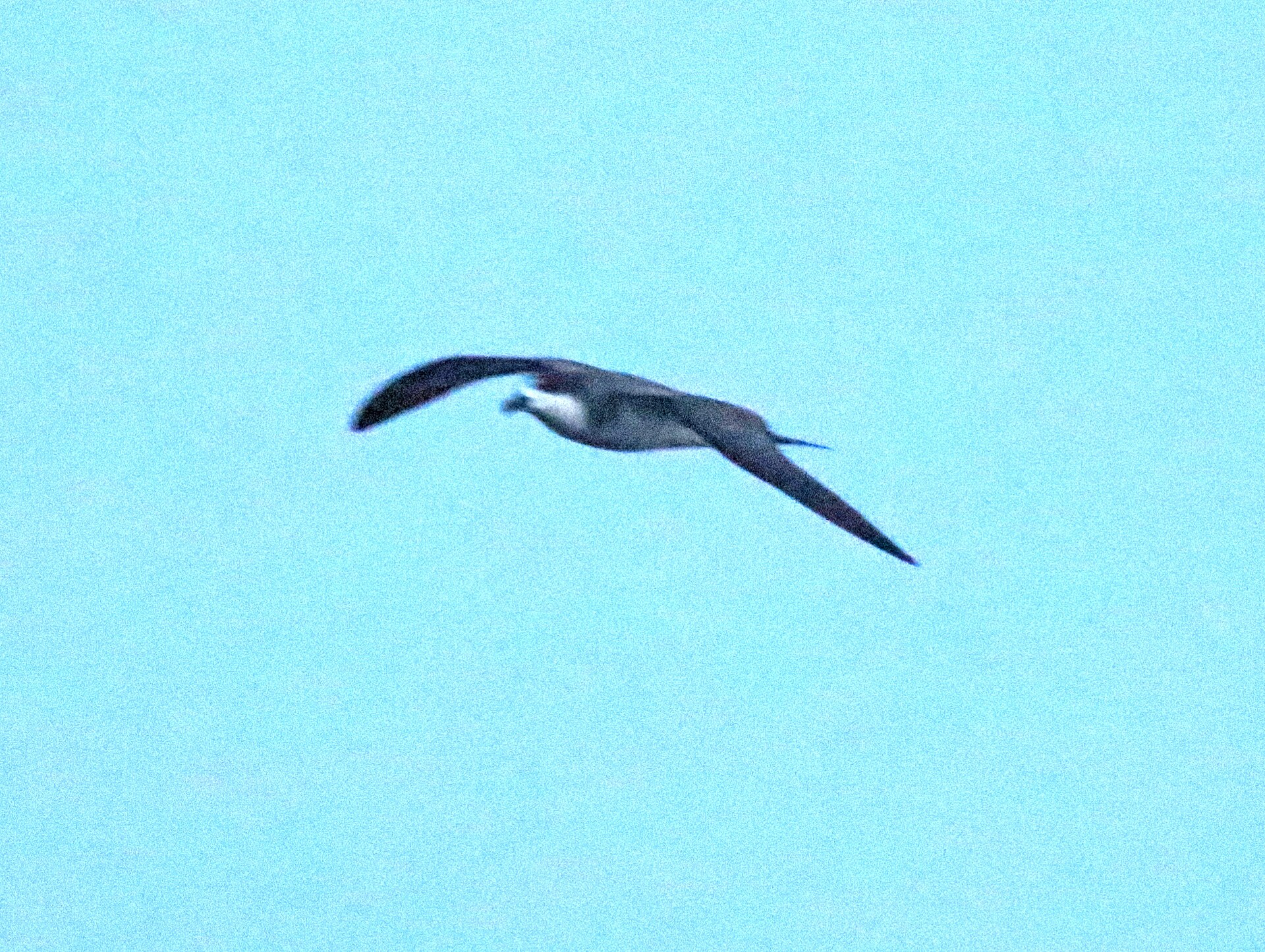 Hawaiian Petrel ()