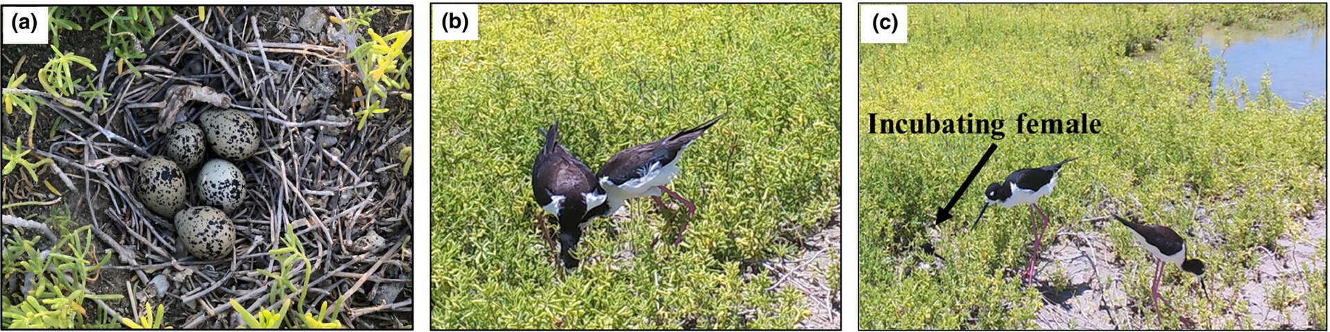 Hawaiian Stilt ()